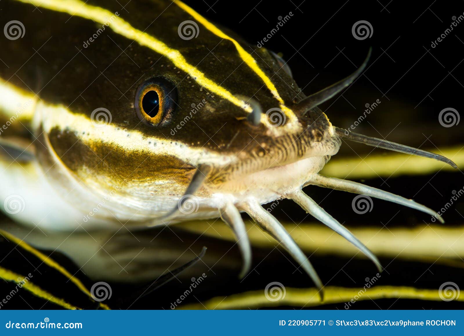 schooling of juvenile coral catfish or striped eel catfish or saltwater catfish