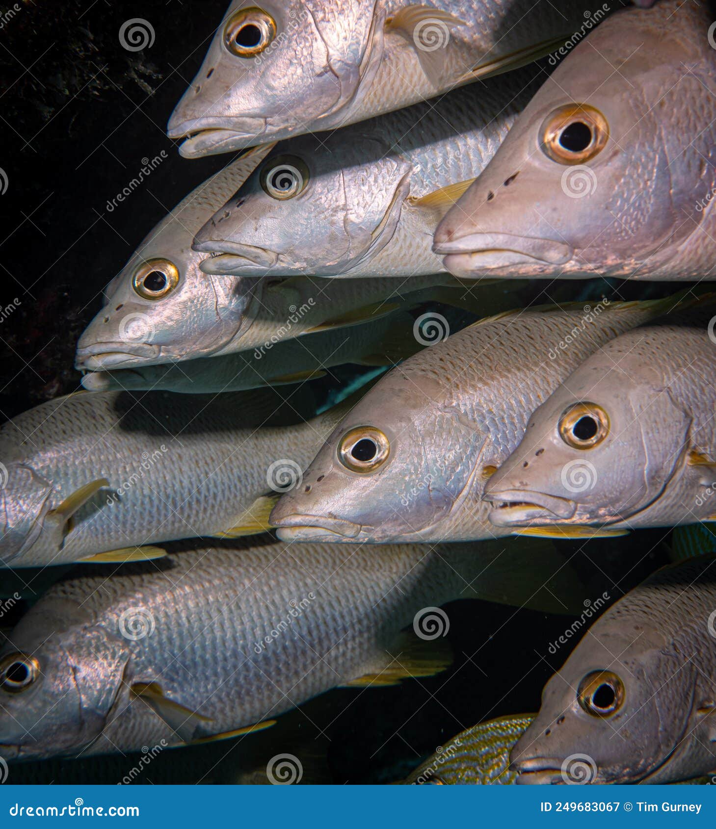 schooling fish in the underwater world off the turks and caicos islands in the caribbean