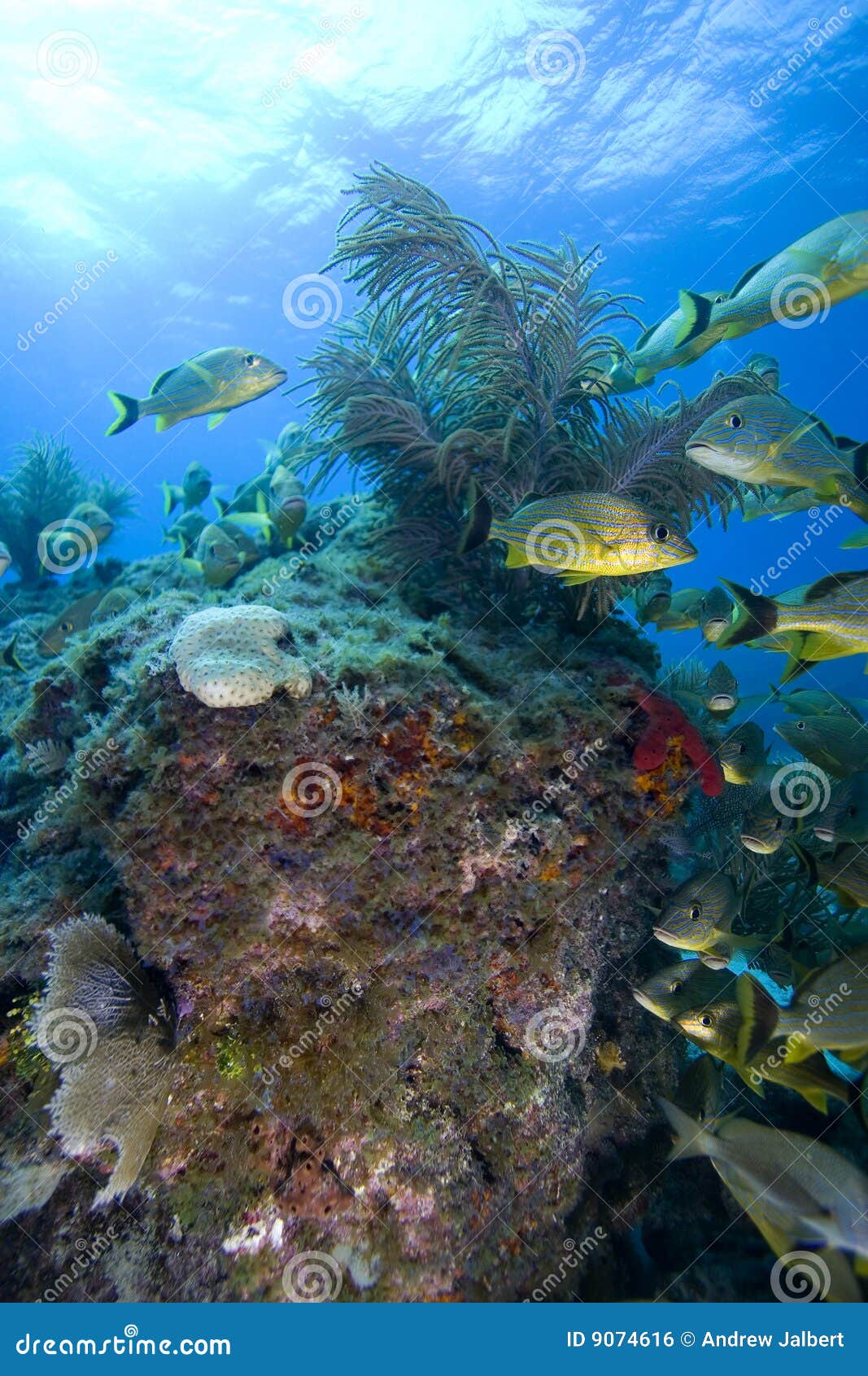 Schooling Tropical Fish, Key Largo Stock Photo Image of water, keys