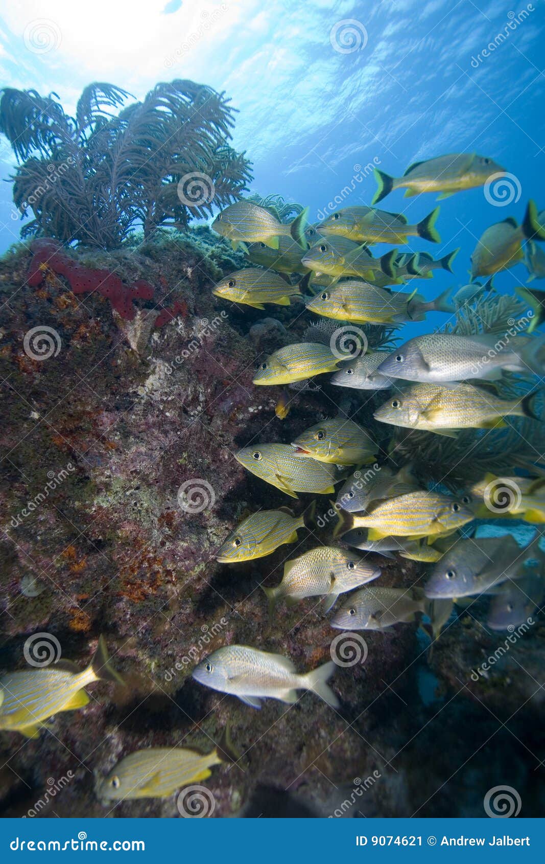 Schooling Tropical Fish, Key Largo Stock Image Image of underwater