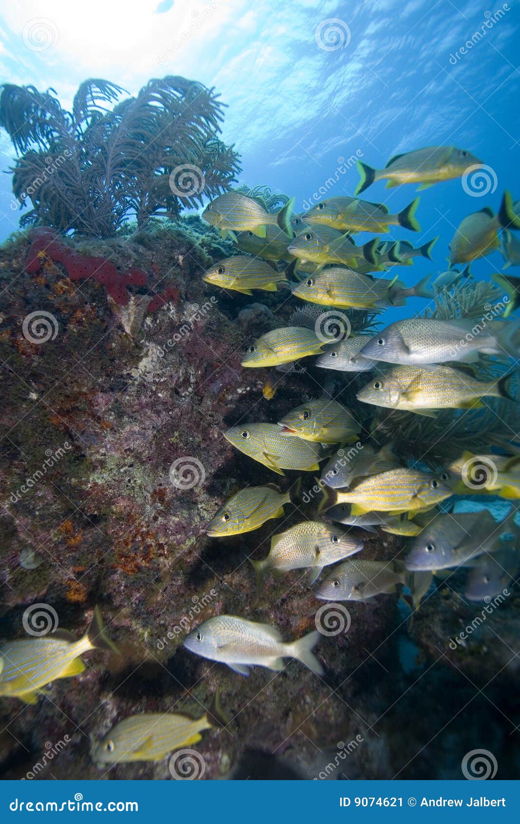 schooling tropical fish, key largo