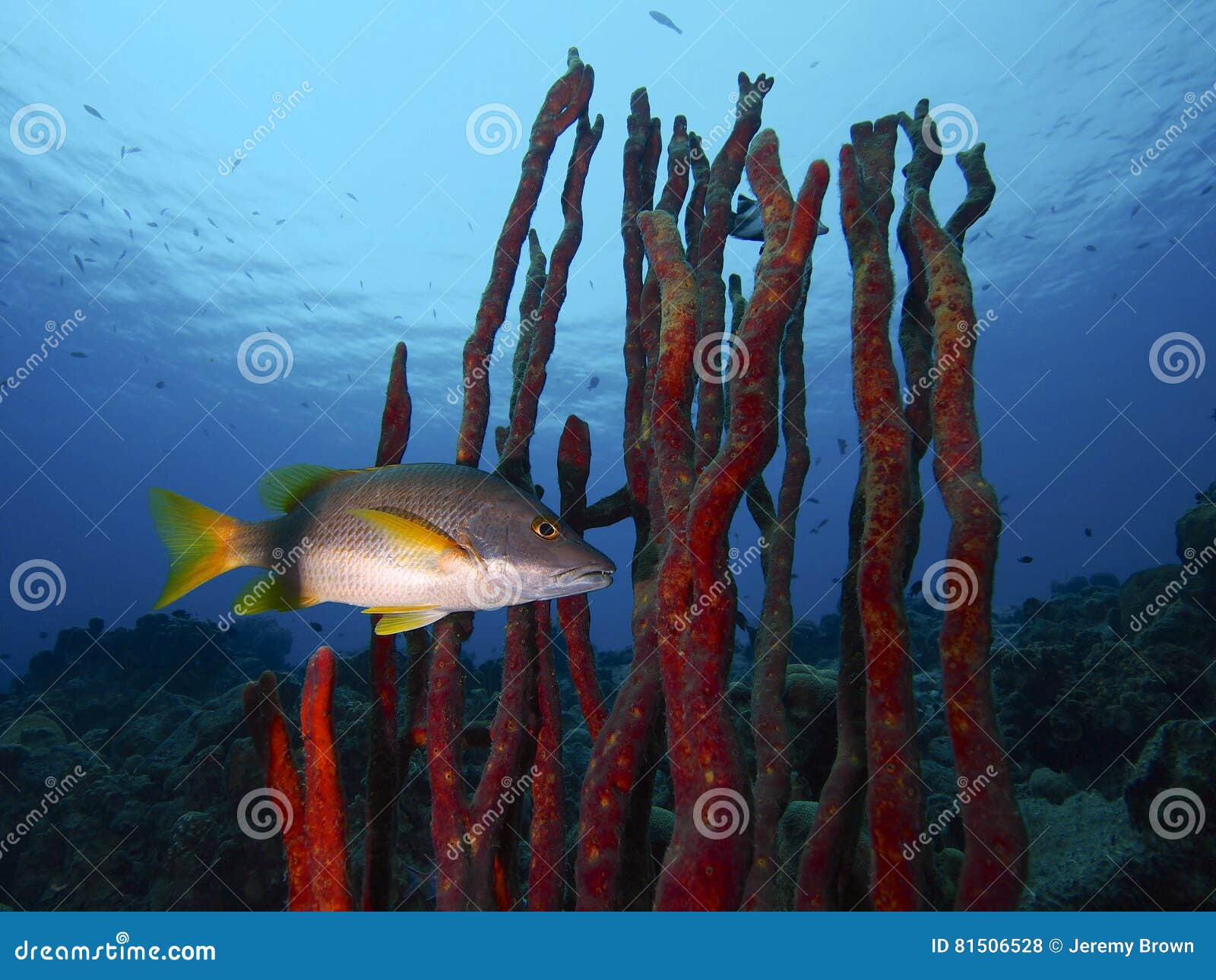 a schoolmaster lurking in a thicket of red erect rope sponge, something special, bonaire