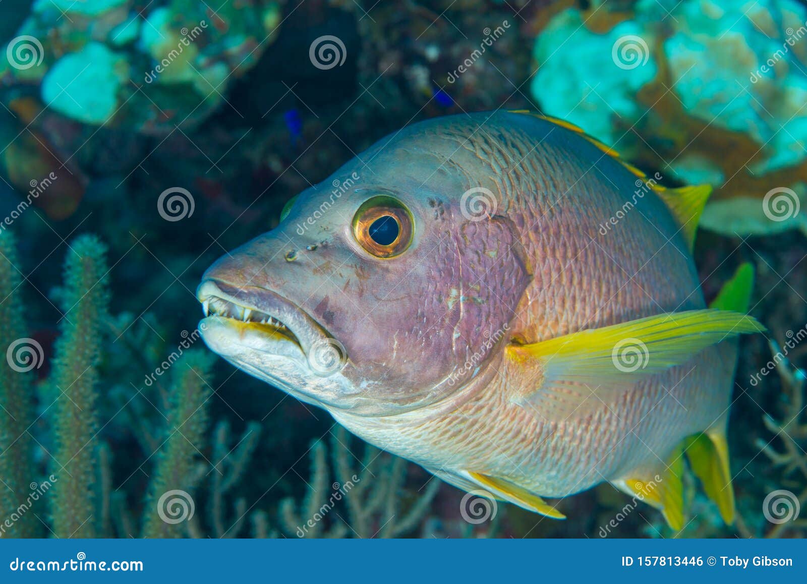 Schoolmaster Snapper Fish Portrait Bahamas Stock Photo - Image of life ...