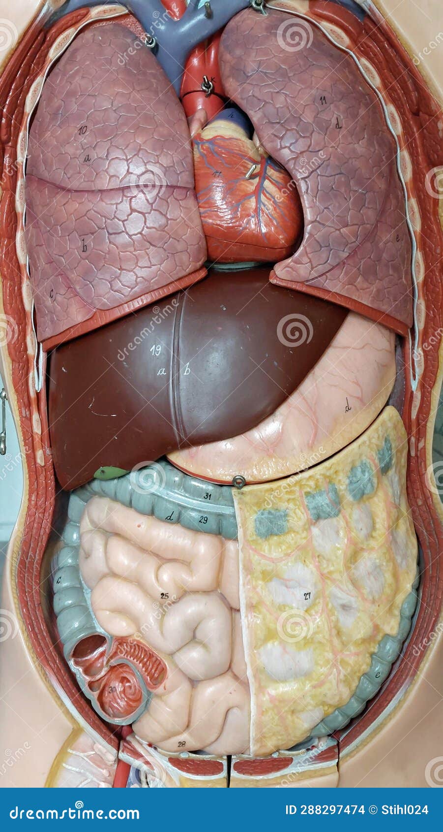 schoolmodel of human organs