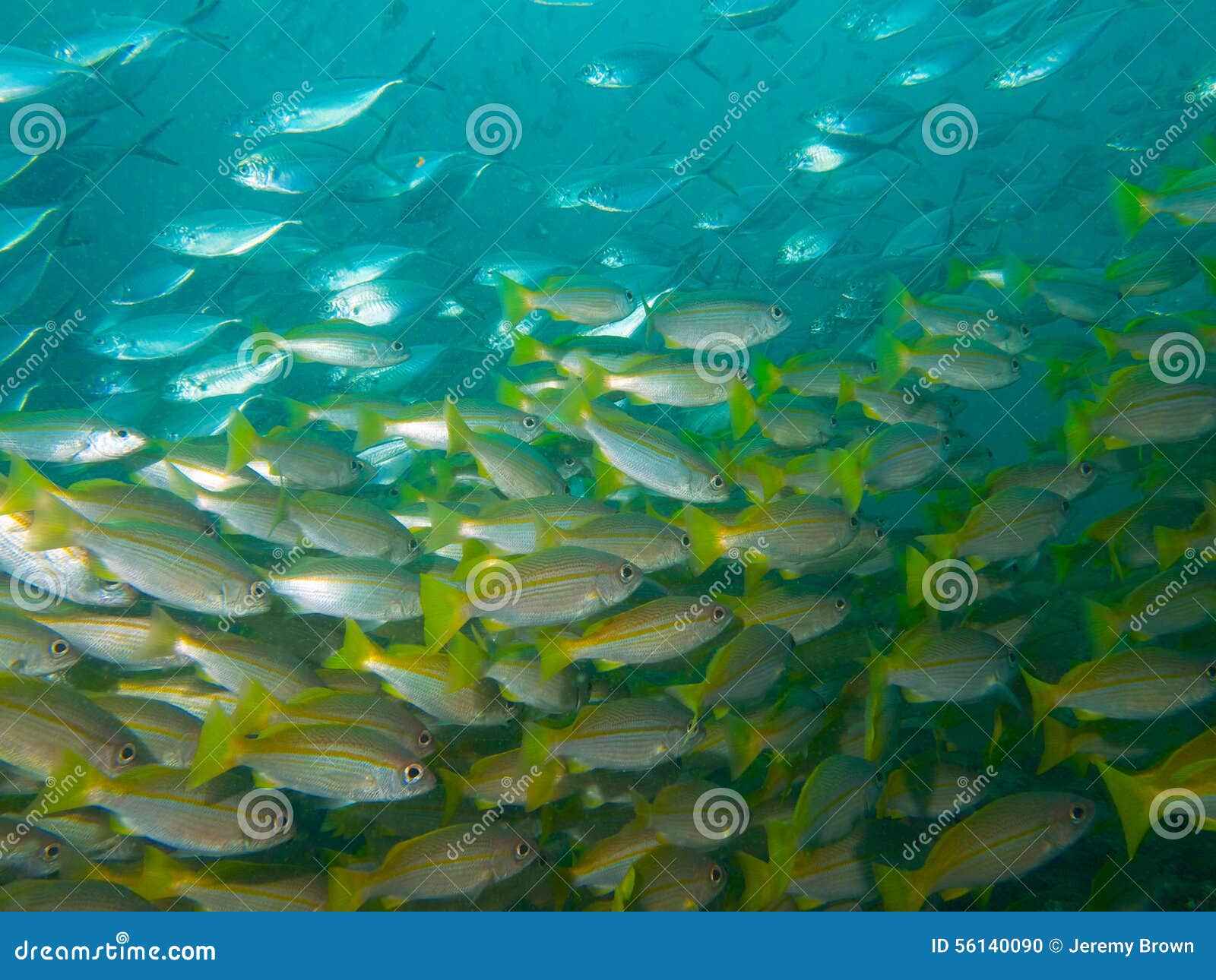 schools of jacks and snappers