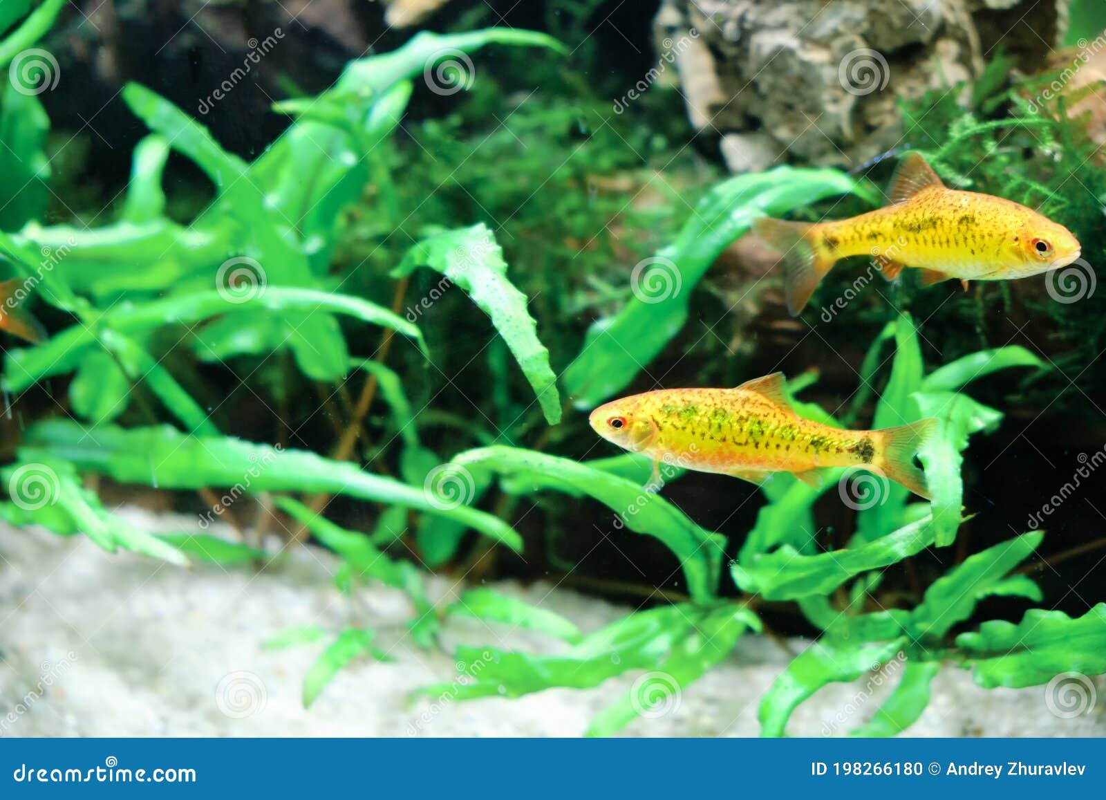schuberti barbus barbus semifasciolatus is a beautiful and yellow fish whose behavior is typical for barbuses