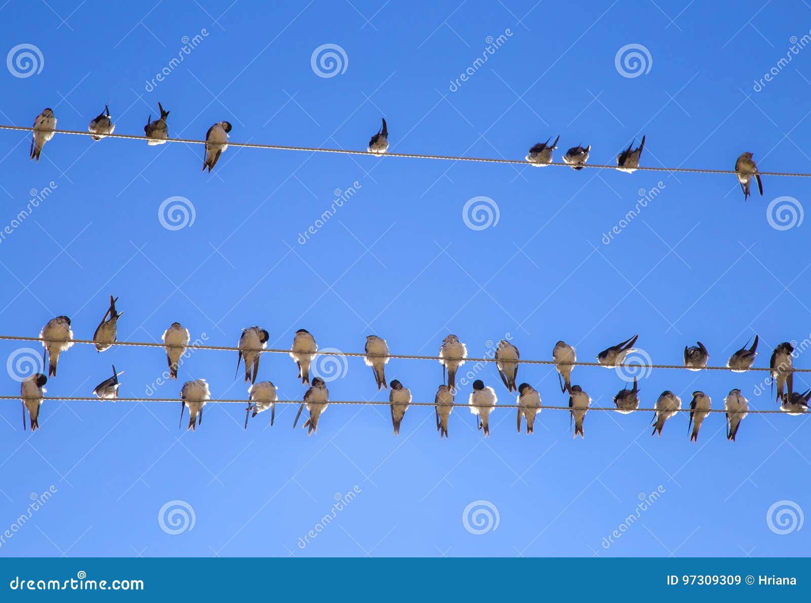 Schwalben auf einem Draht stockbild. Bild von himmel 97309309
