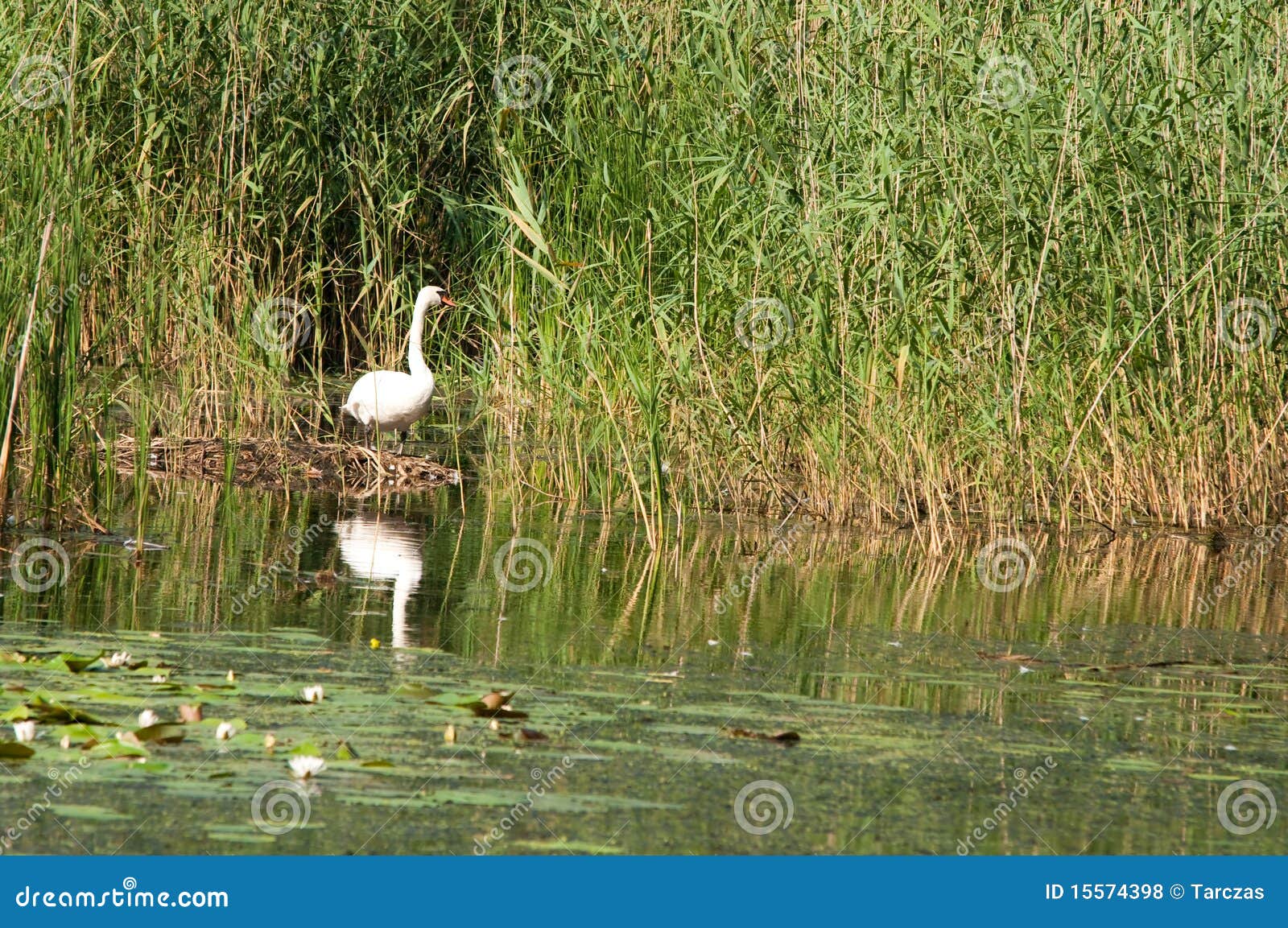 Schwan in Den Schilfen Auf Dem Teich Stockfoto Bild von wildnis