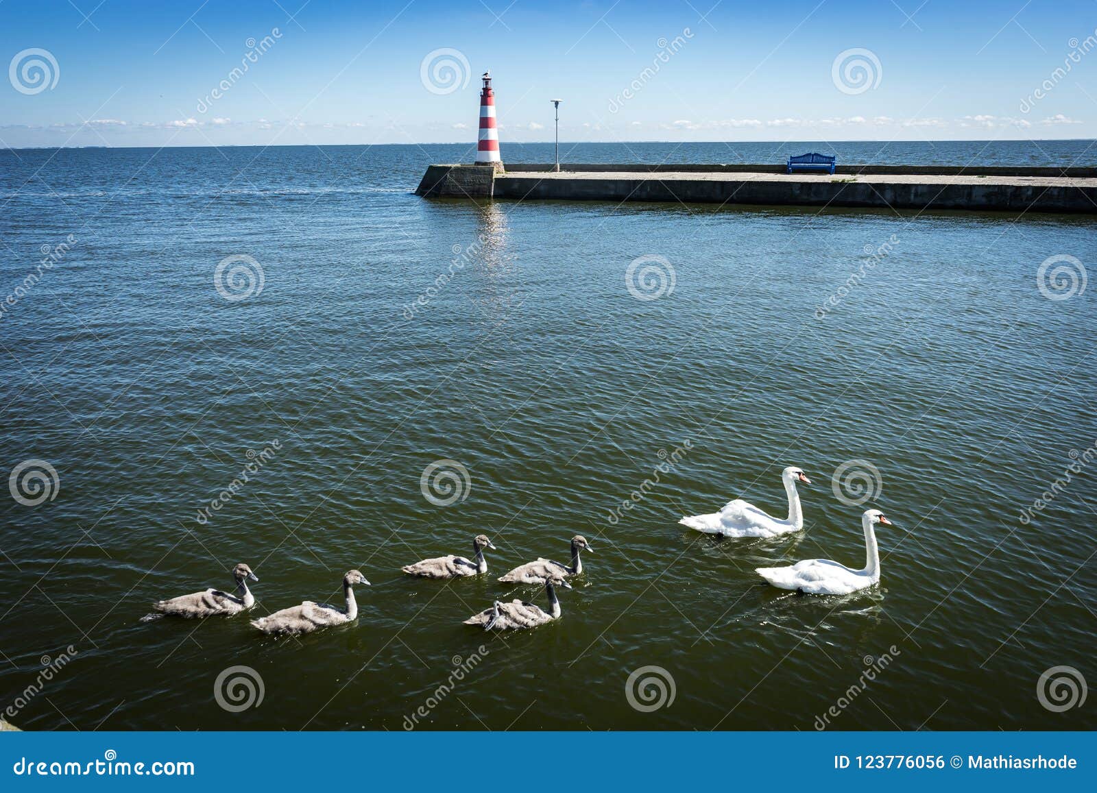 Schwanfamilie Bemuttern Sie Schwan- und Babykükenkinderkinderschwäne Vögel, die auf Wasser schwimmen Schwanwannen unter Wasser Foto eingelassenes Litauen