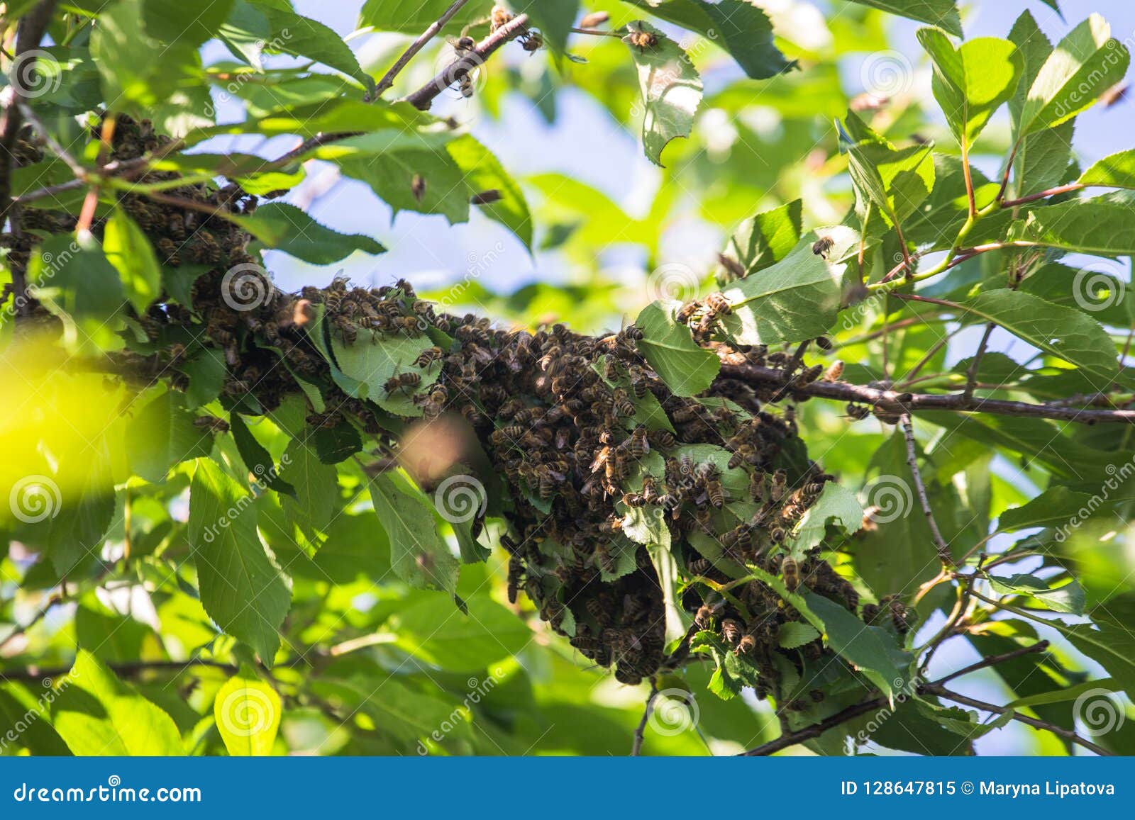 Schwarm Von Bienen Auf Einem Baumzweig Kleiner