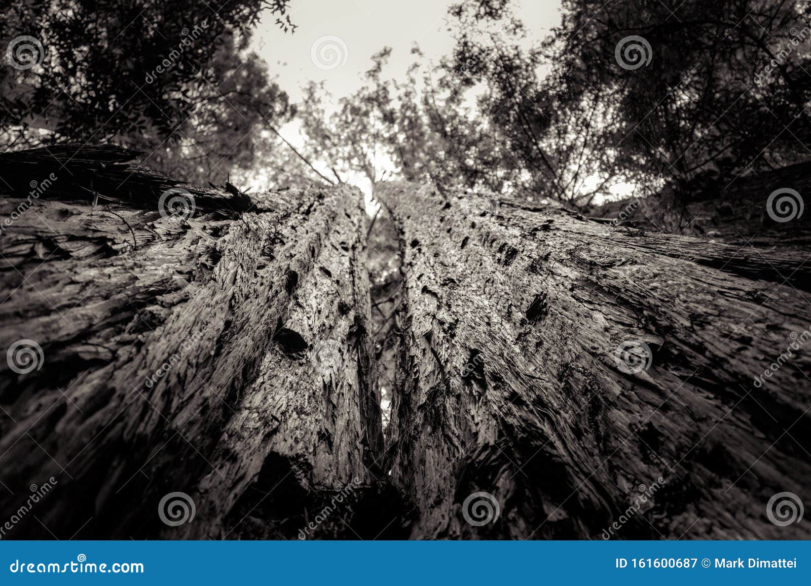 Schwarz Weiss Twisted Baumstamm Mit Blick Auf Den Korbbaum Stockbild Bild Von Schwarz Baumstamm