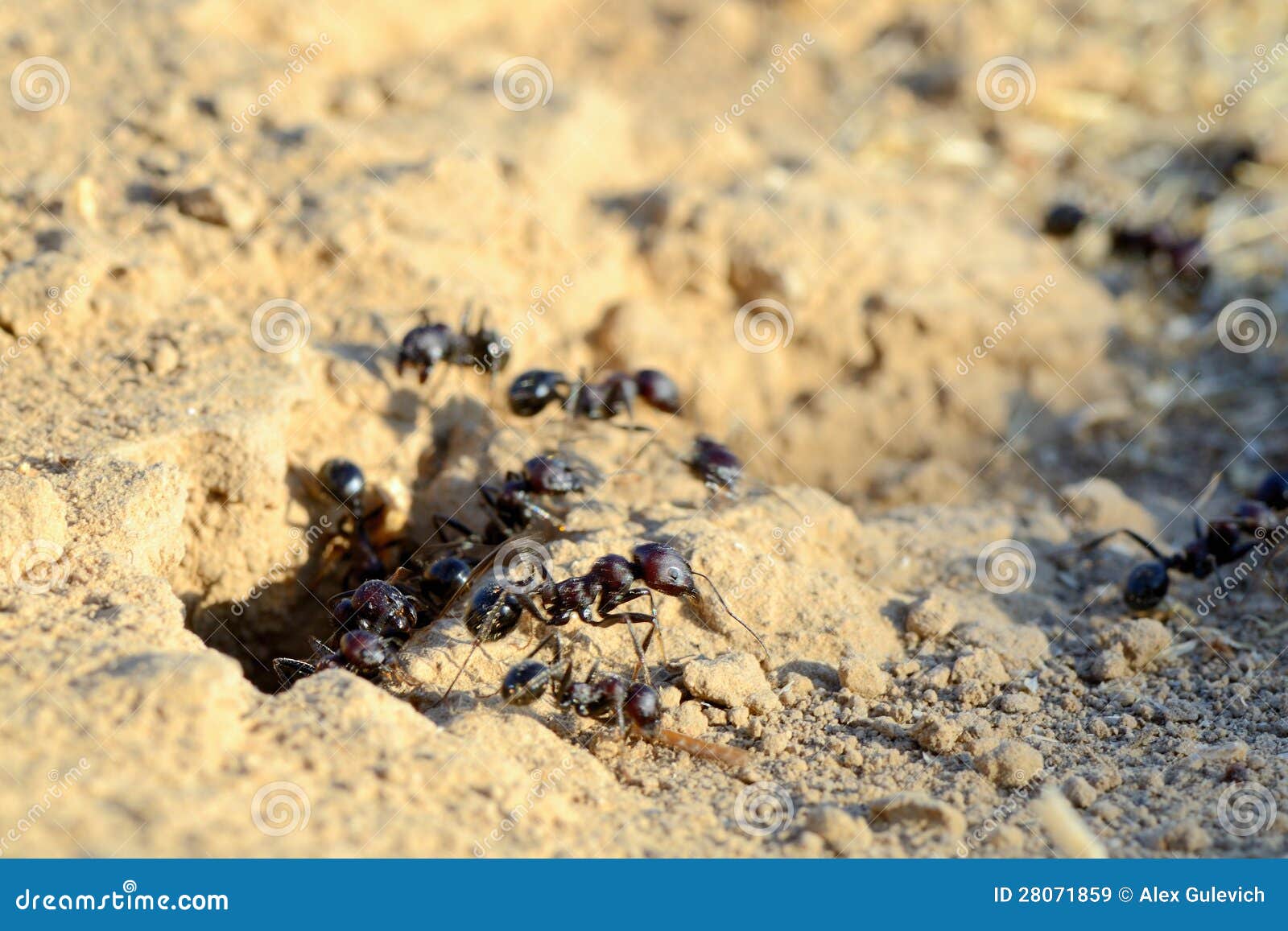 Schwarze Ameisen stockbild. Bild von arbeit, kolonie