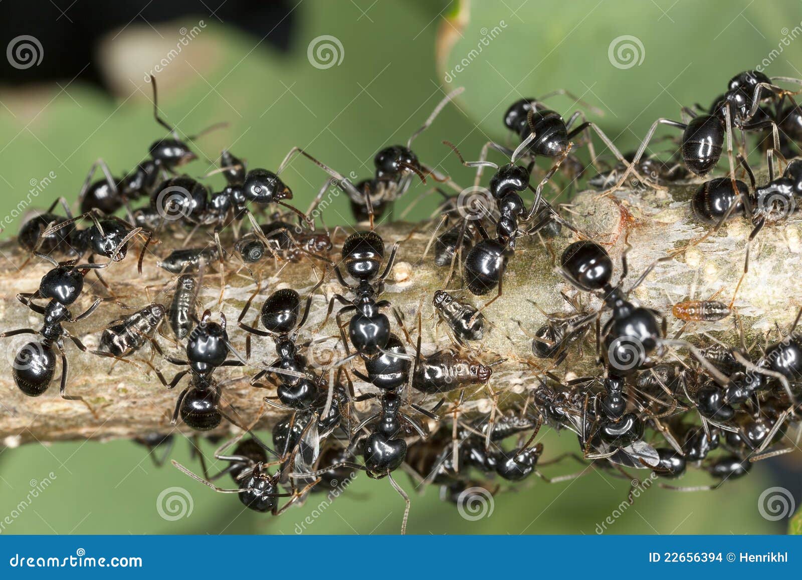 Schwarze Ameisen, Die Auf Blattläuse Ernten Stockfoto