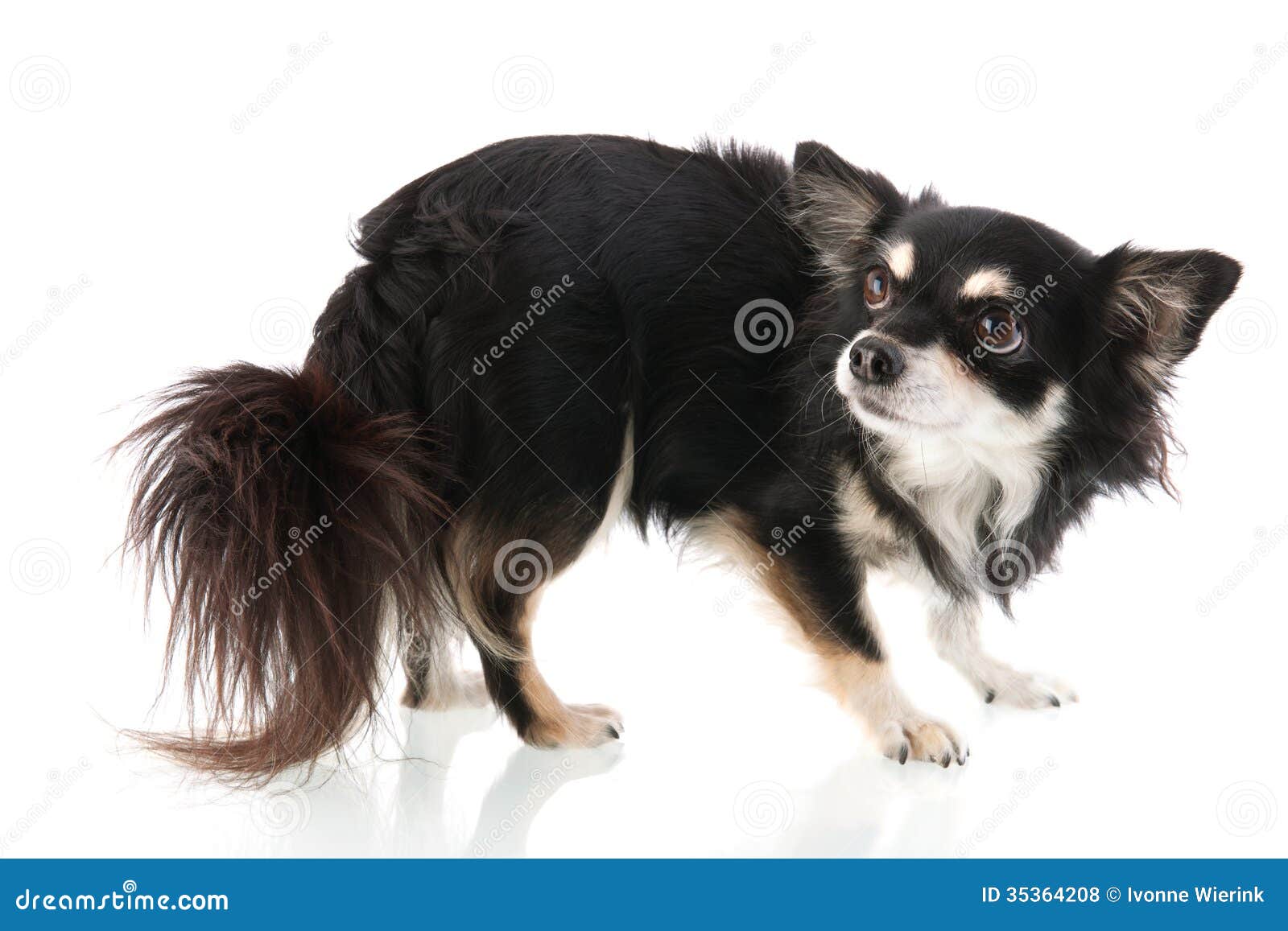 Schwarze Chihuahua Stockfoto Bild Von Erschrocken Getrennt 35364208 schwarze-chihuahua-stockfoto-bild-von-erschrocken-getrennt-35364208