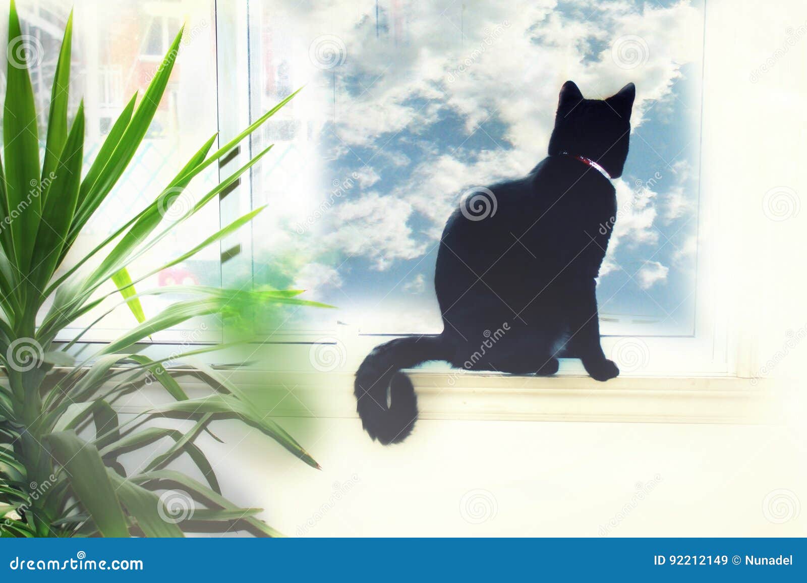 Schwarze Katze, Die Heraus Das Fenster Schaut Stockbild
