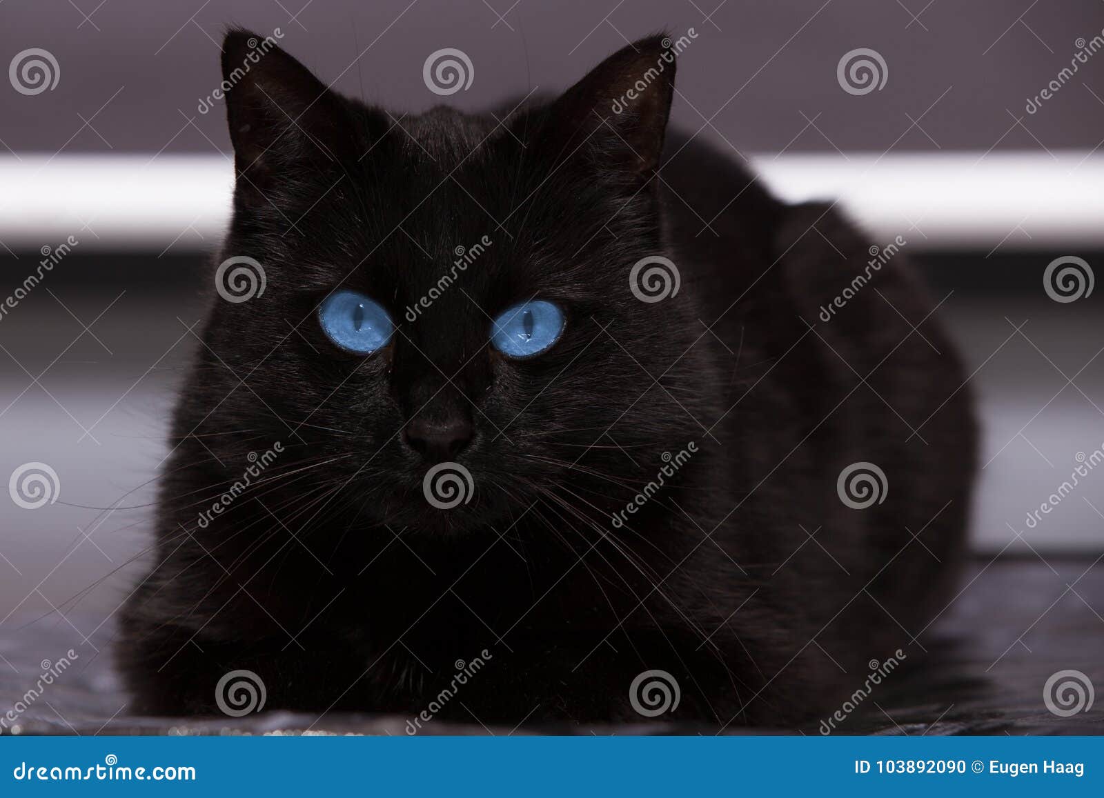 Schwarze Katze Mit Blauen Augen Passt Sie Auf Stockfoto