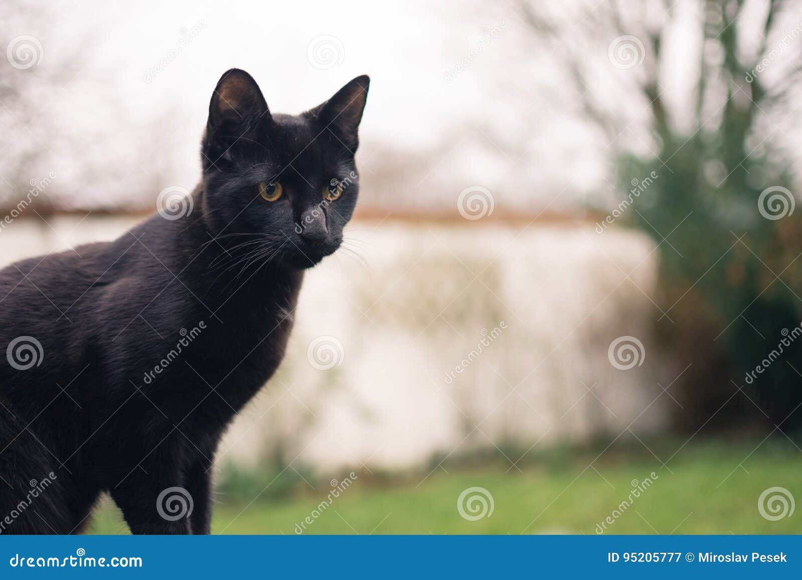 Schwarze Katze Mit Großer Nase Stockbild Bild Von