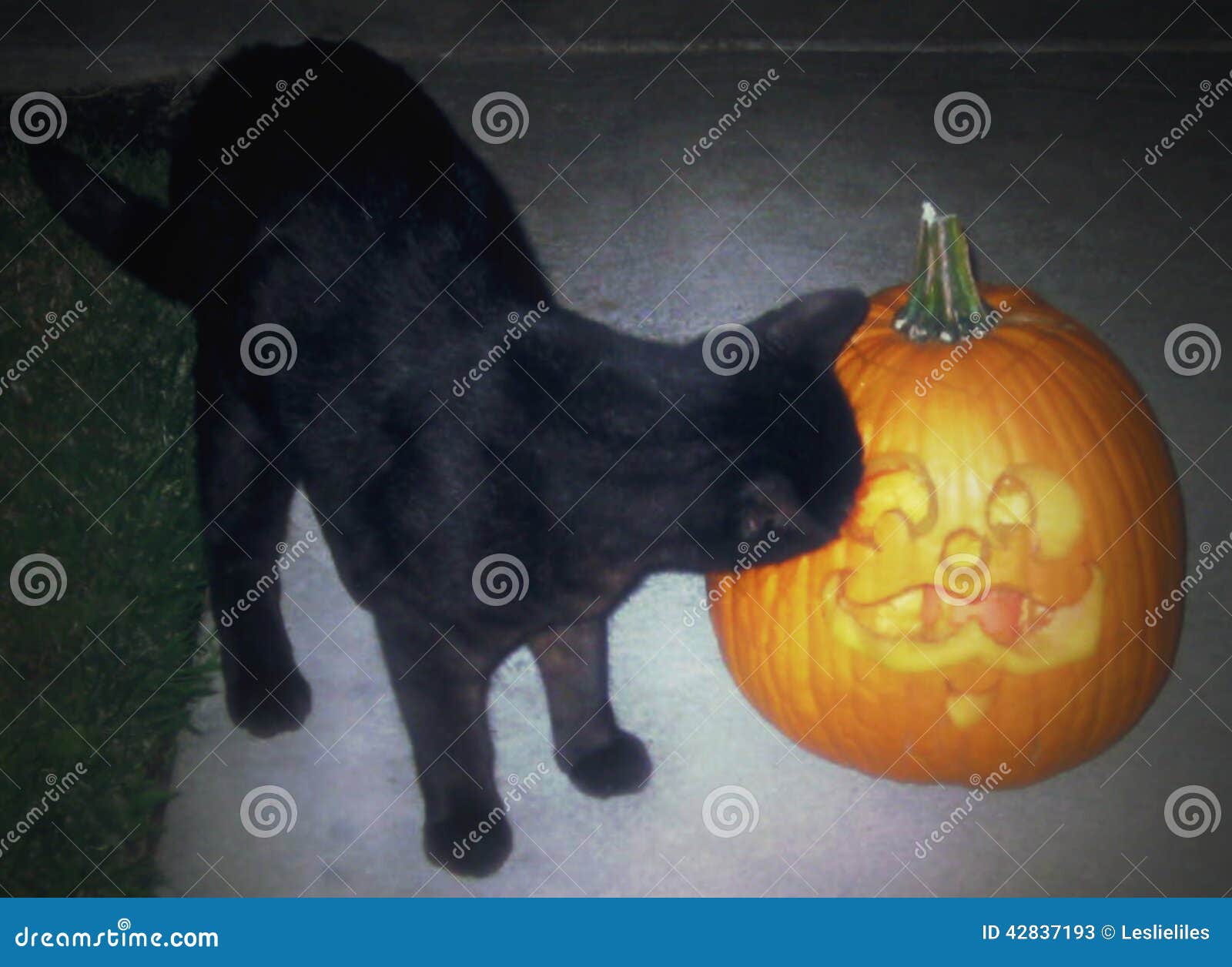 Schwarze Katze und Kürbis. Halloween-Foto meiner schwarzen Katze mit einem geschnitzten Kürbis