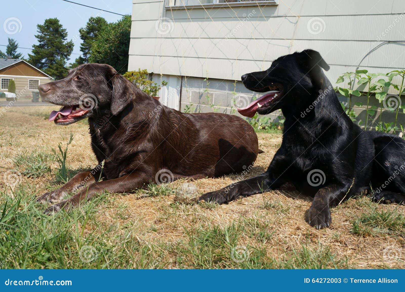 Schwarze und braune Hunde stockbild. Bild von schwarzes 64272003