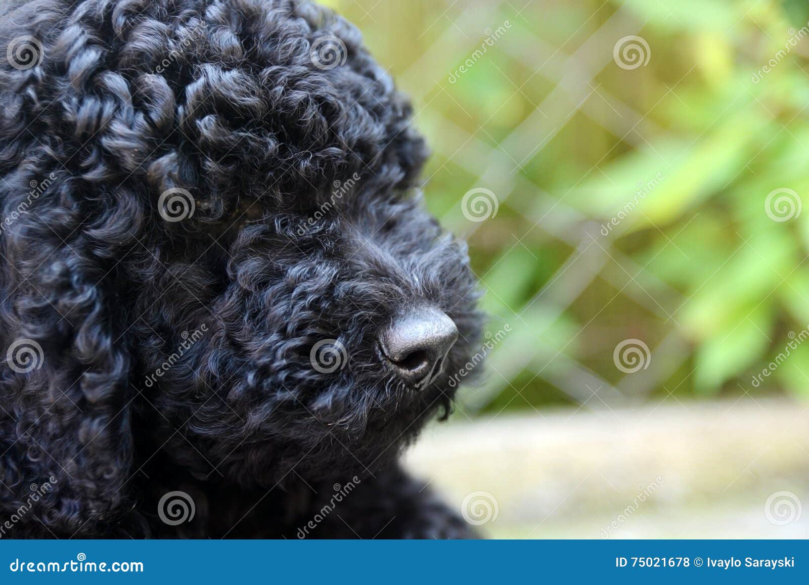 Schwarzer Baby Pudel Fotos Kostenlose Und Royalty Free Stock Fotos Von Dreamstime