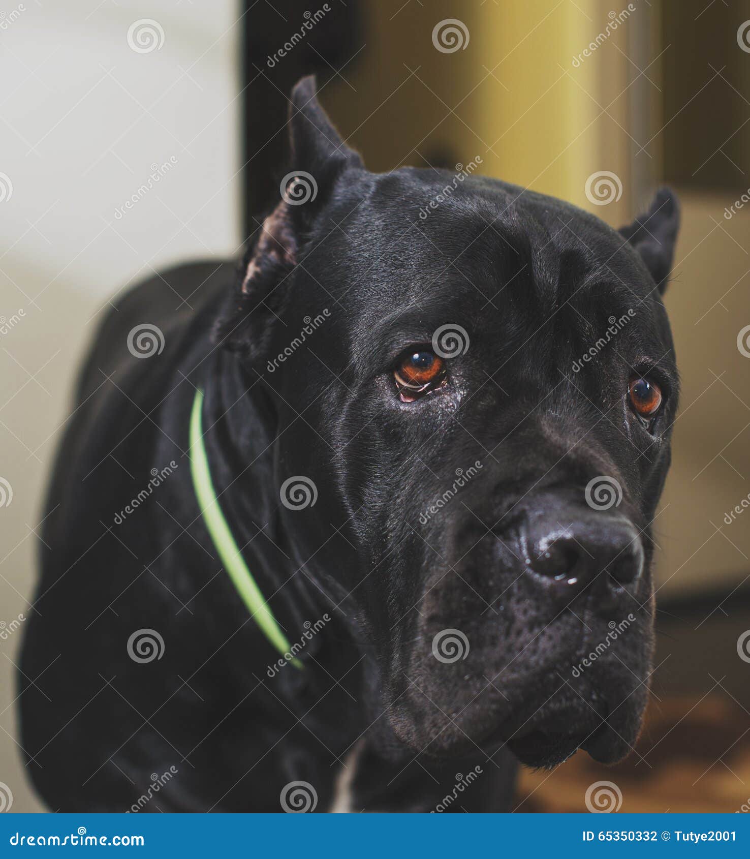 45+ Cane Corso Cane Corso Dogo Argentino