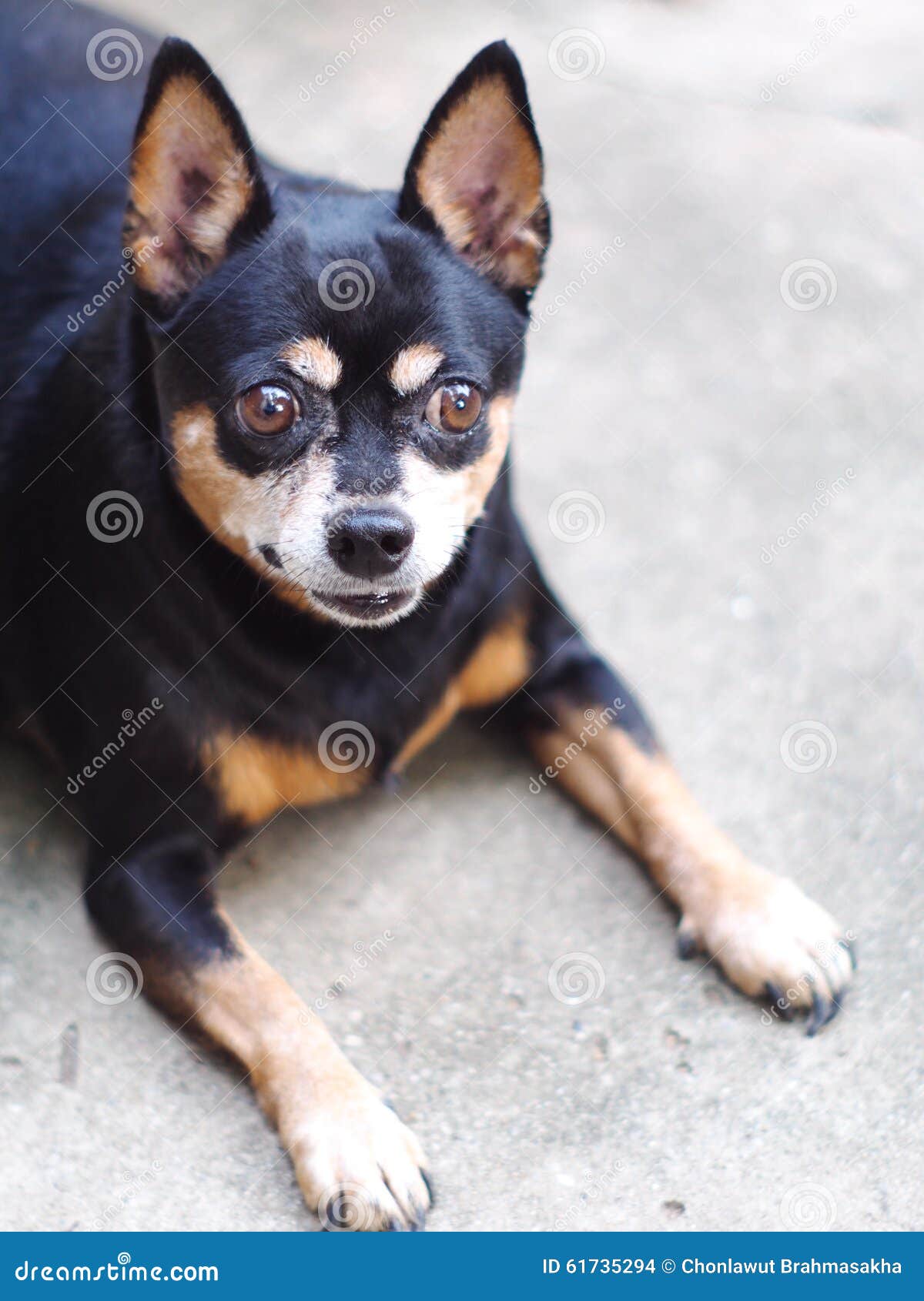 Schwarzer Fetter Zwergpinscher Stockfoto - Bild von konkret, gepflegt