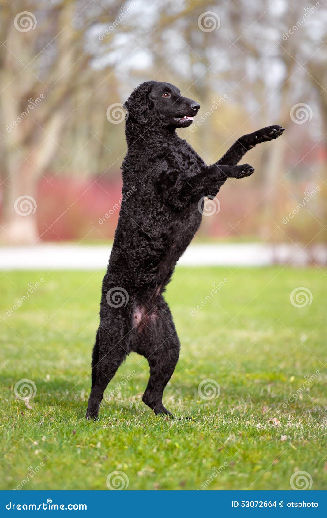Schwarzer Hund, Der Auf Hinteren Beinen Steht Stockfoto Bild von