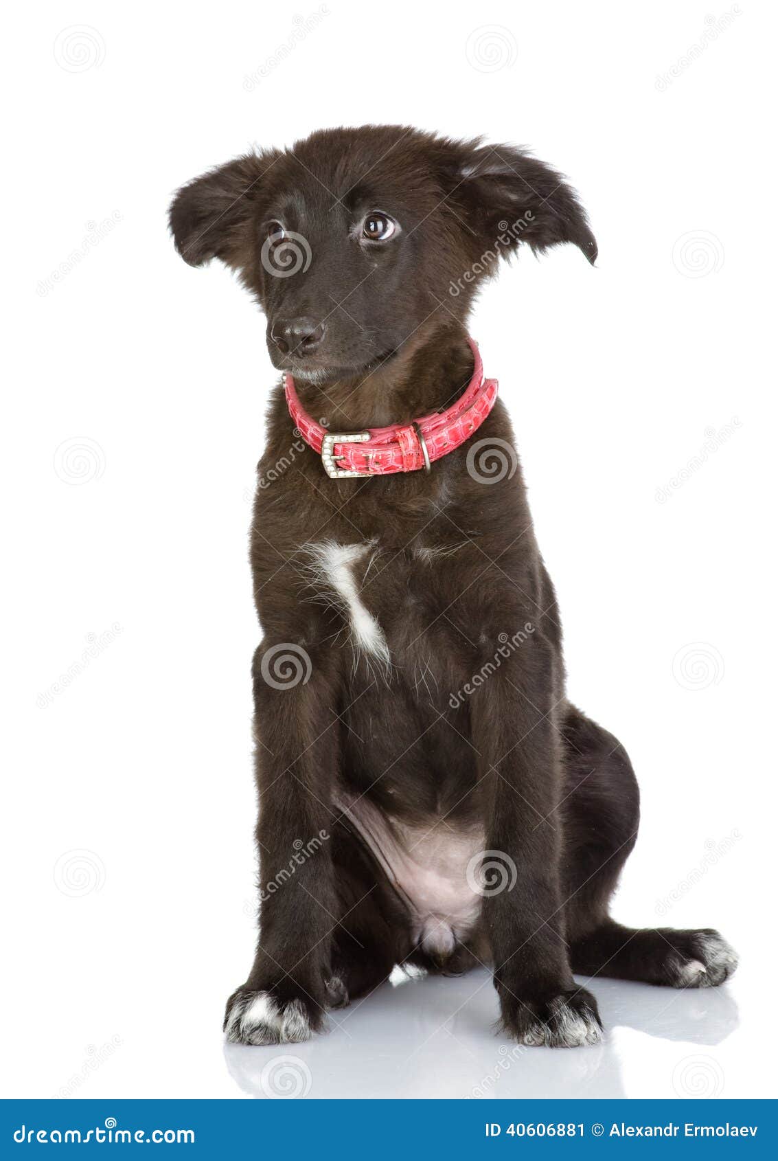 Schwarzer Hund, Der In Der Front Sitzt Stockbild Bild von hintergrund