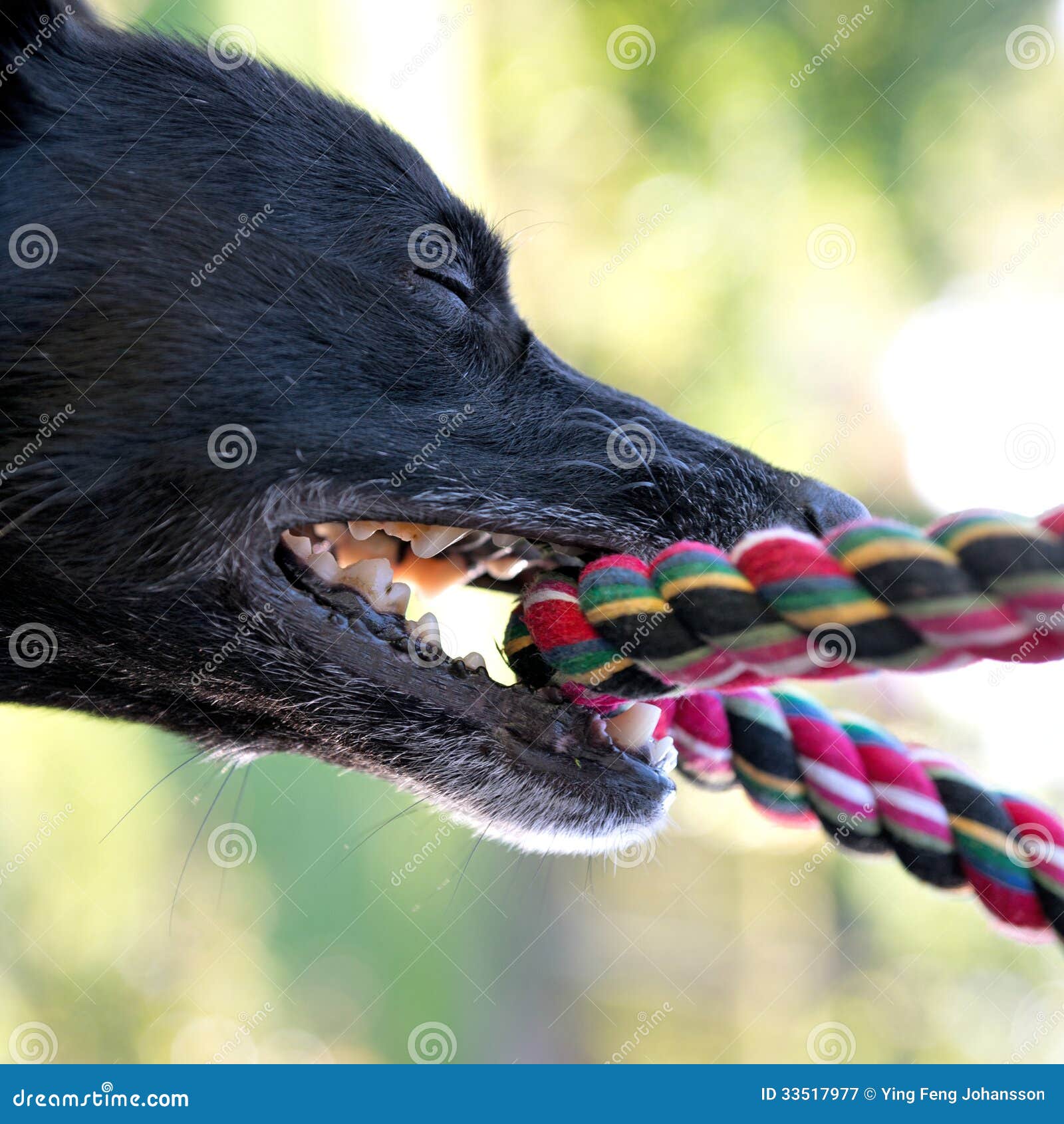 Schwarzer Hund mit Seil stockbild. Bild von abschluß 33517977