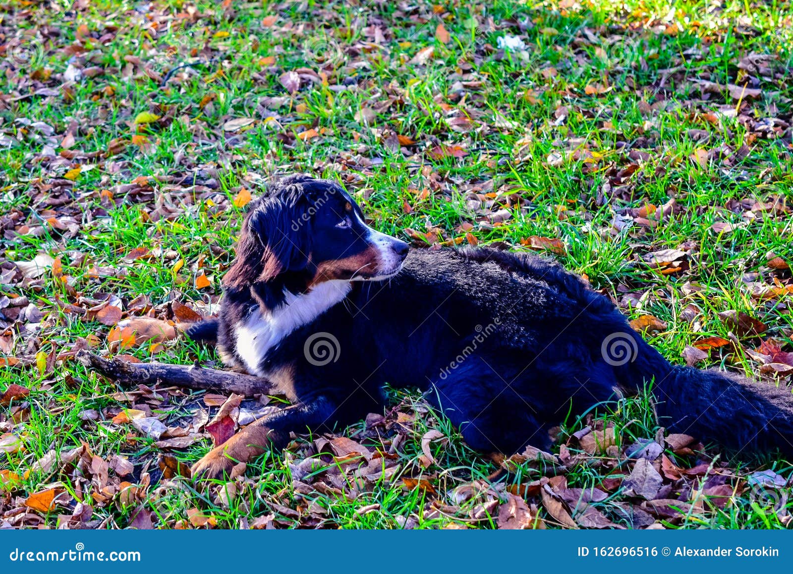 Schwarzer Hund Mit Weisser Nase Und Weissem Hals Stockfoto Bild Von Weissem Weisser