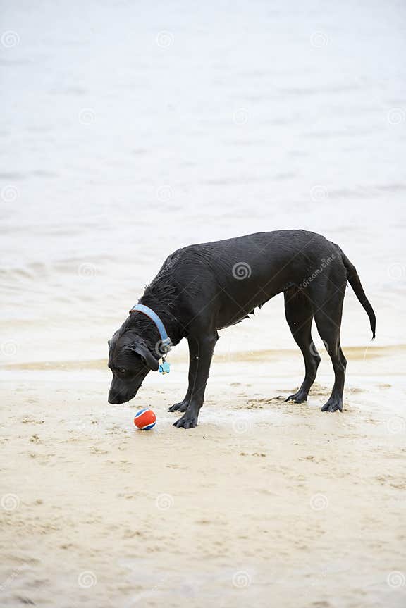 Schwarzer LabradorHund, Der Auf Dem Ufer Von Einem Teich Sitzt