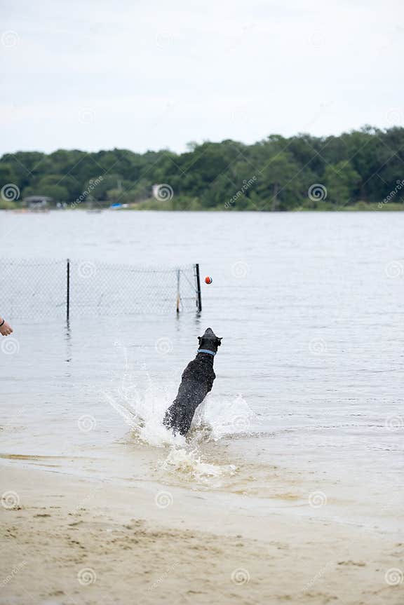 Schwarzer LabradorHund, Der Auf Dem Ufer Von Einem Teich Sitzt