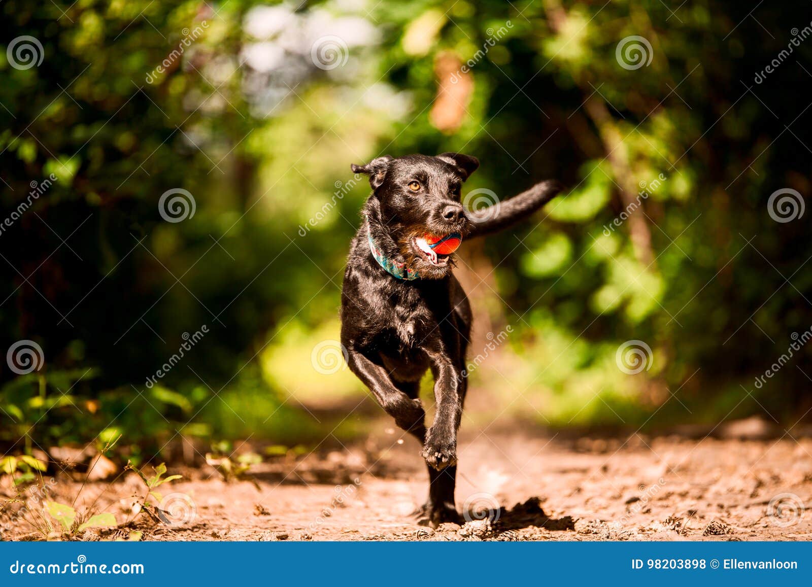 Schwarzer Laufender Hund Mit Spielzeug Stockfoto Bild von schwarzes