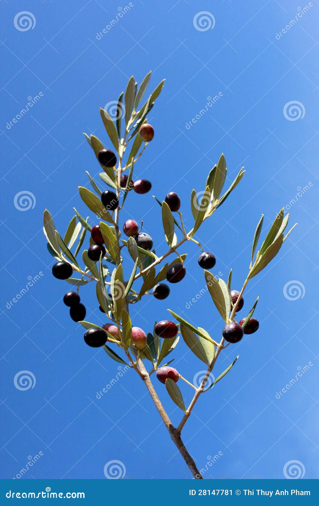 Schwarzer Olivenbaum stockbild. Bild von nahrung, blau 28147781