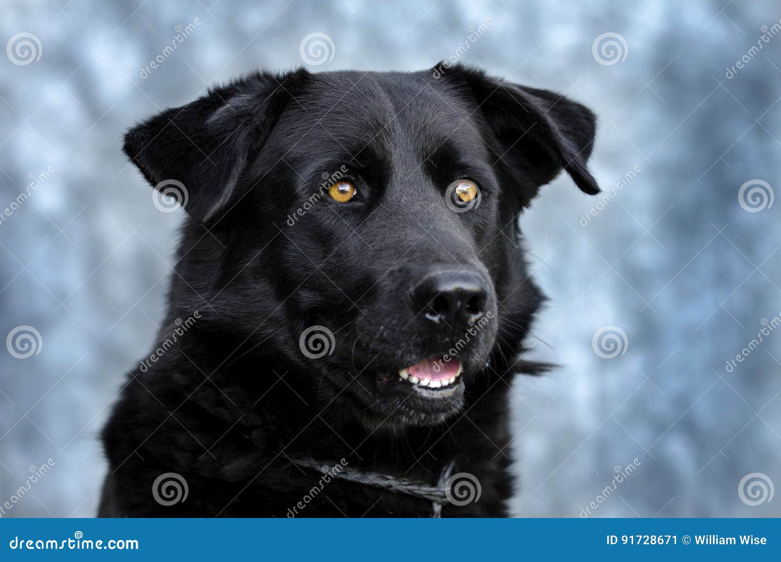 Blaue schwarzer augen labrador Die Sache