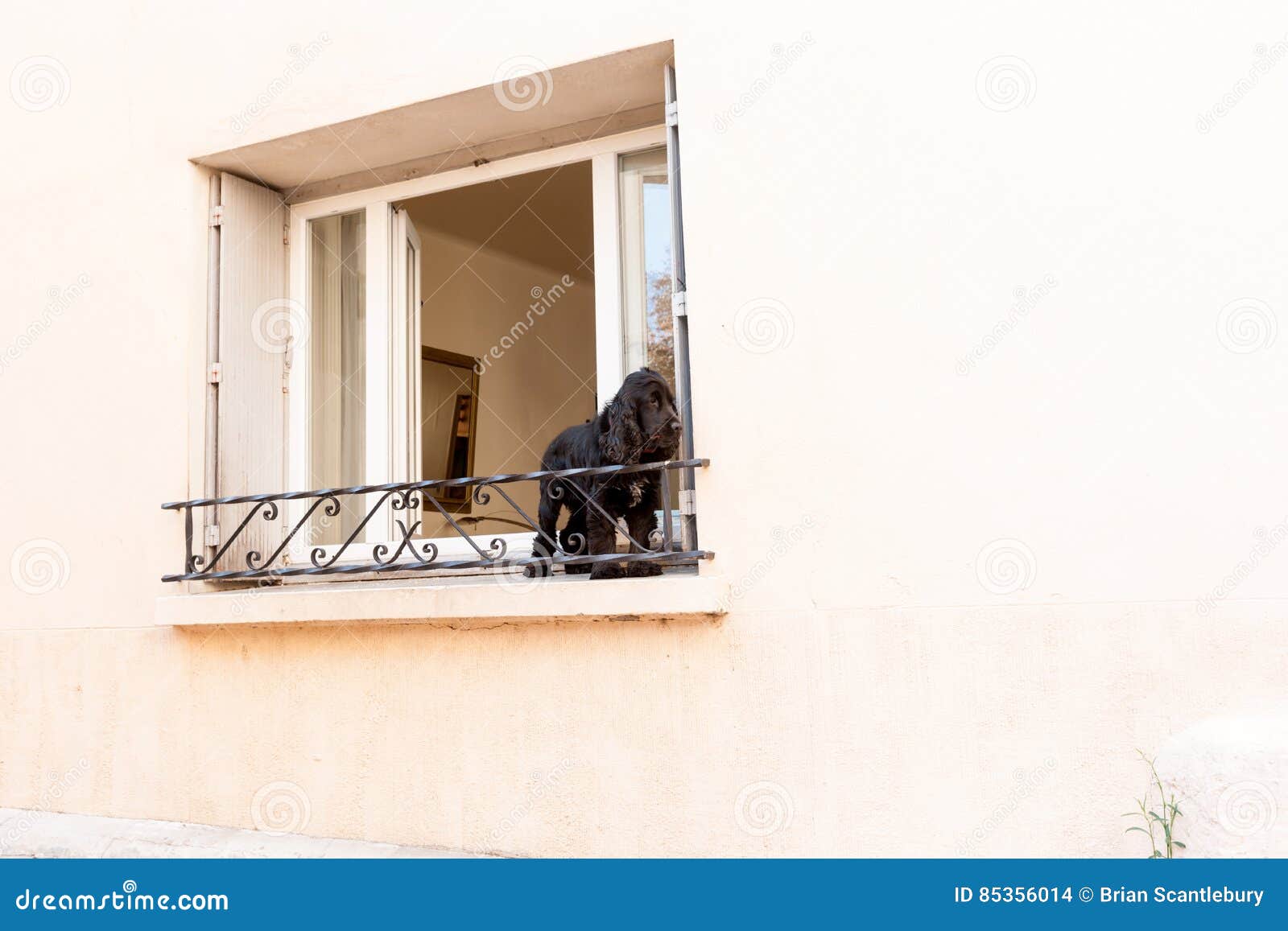 Schwarzer Spanielhund Auf Fensterleiste Stockfoto - Bild von