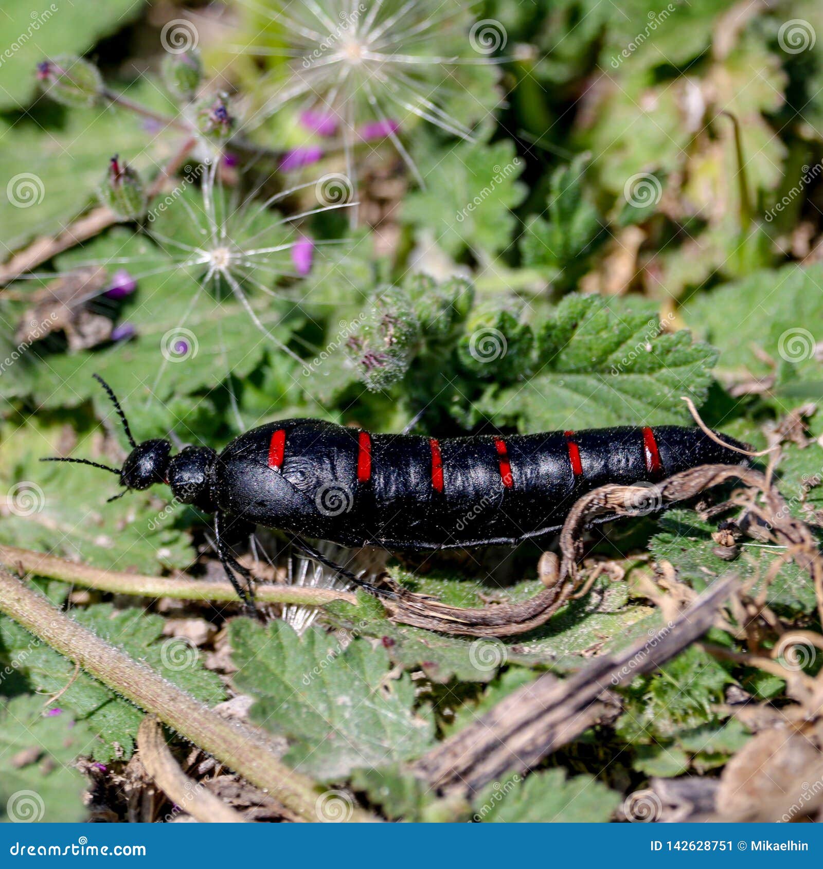 Schwarzer Wurm im Wald stockbild. Bild von larven, frech 142628751