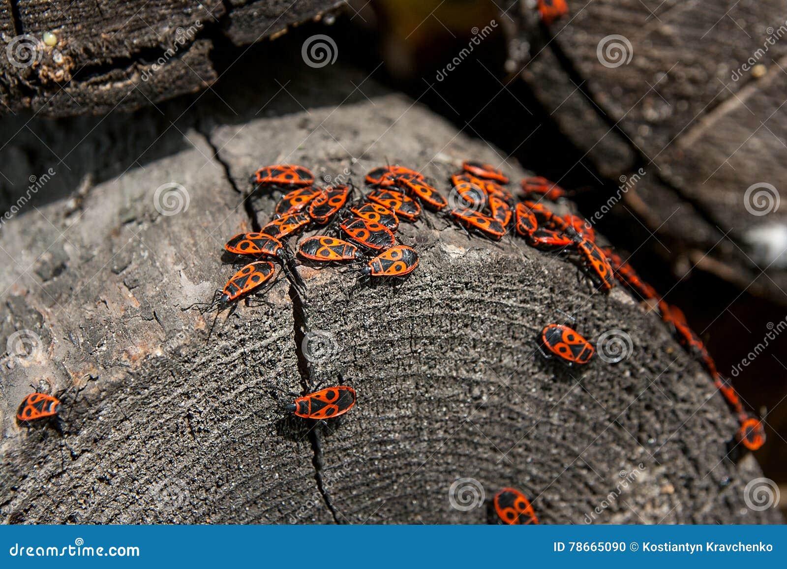 Schwarzes Und Rotes Brandstifter Oder Pyrrhocoris-apterus, Auf Einem