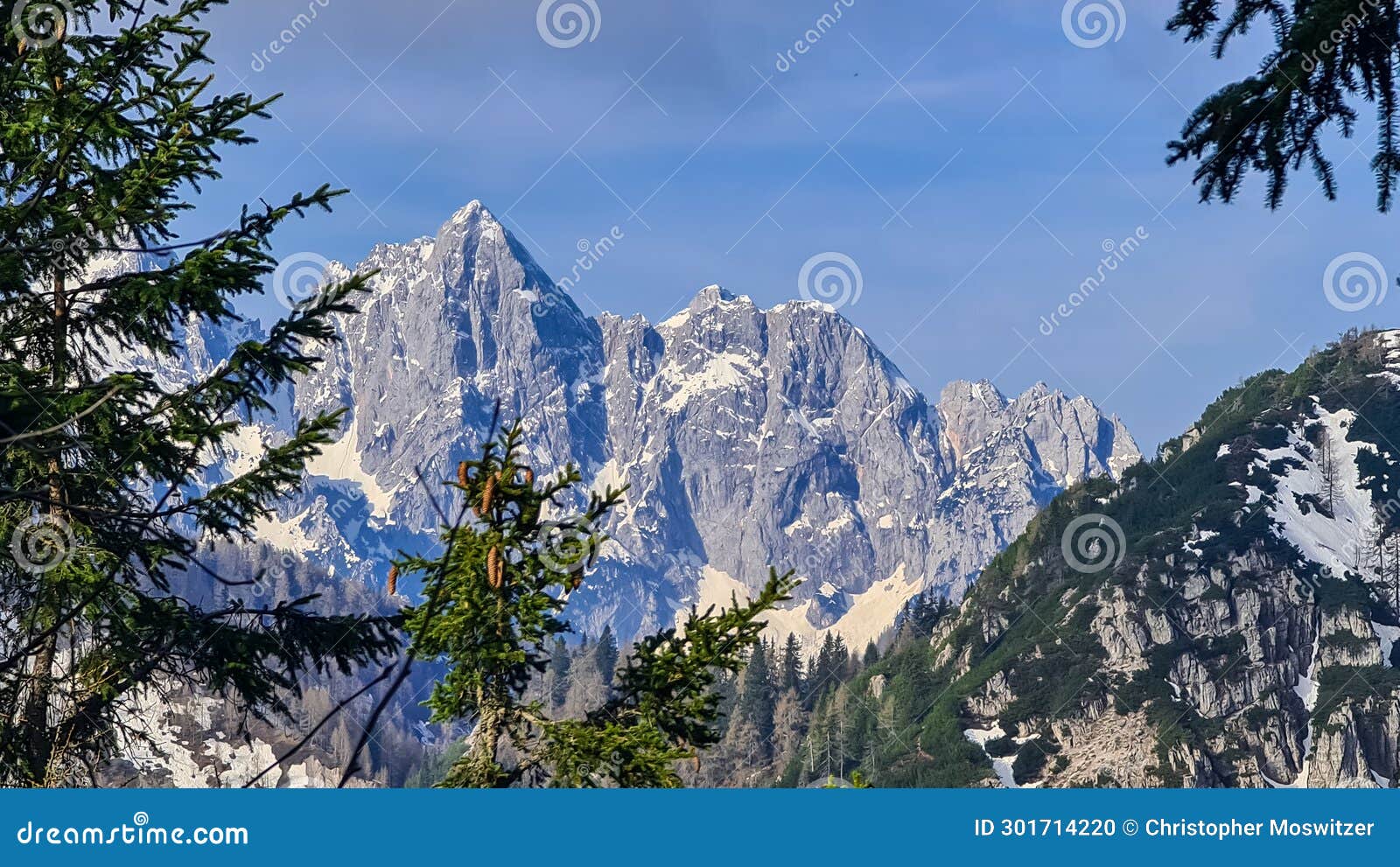 schwarzkogel - selective focus on conifer tree with scenic view of snow covered mountain range julian alps