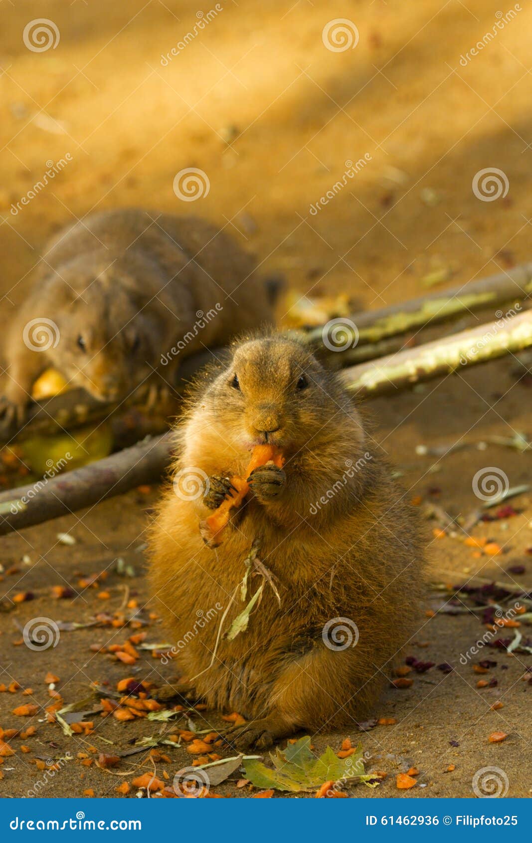 Schwarzschwanziger GraslandHund Stockfoto Bild von karotte, apfel