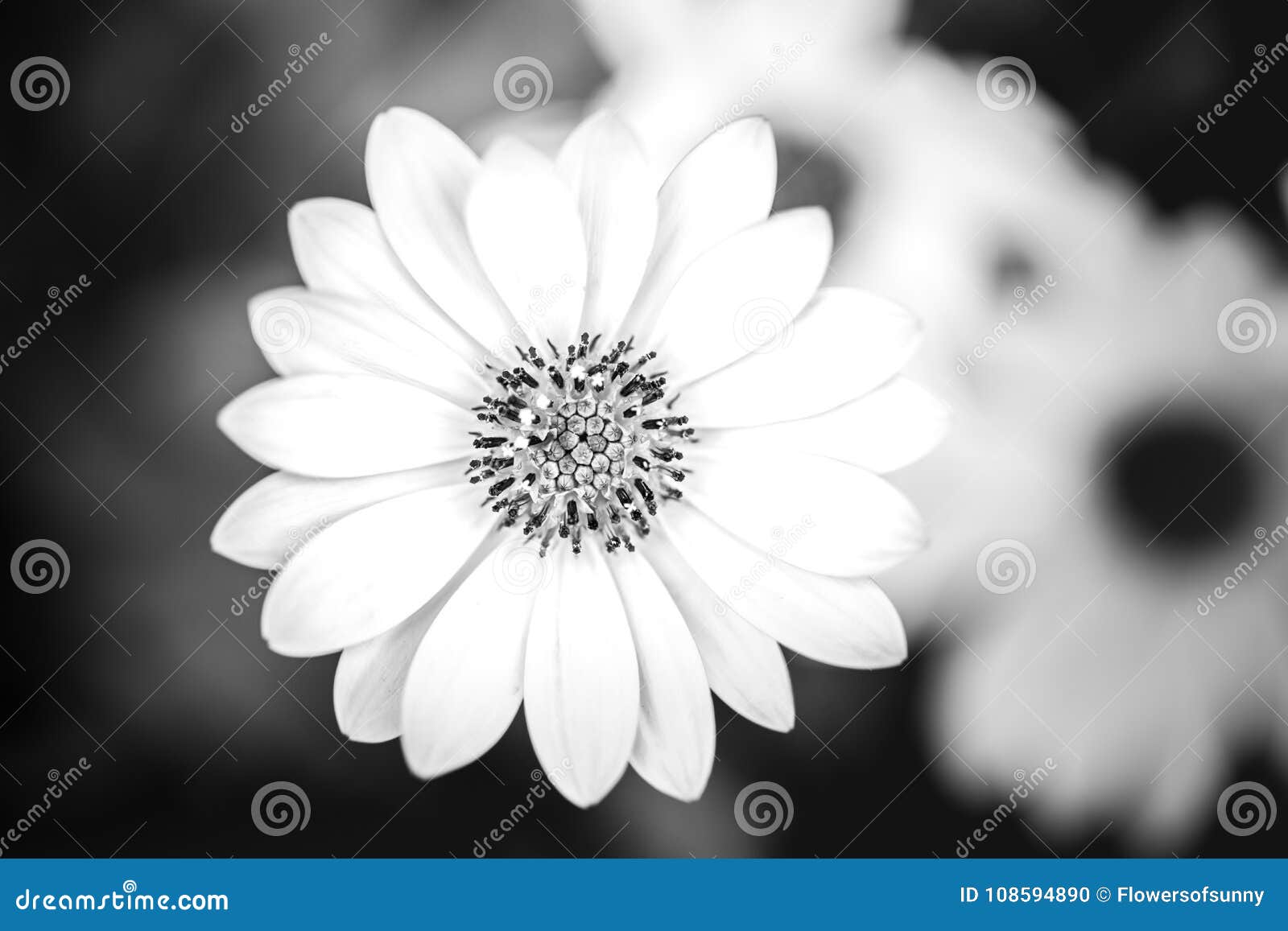 Schwarzweiss Blumen Auf Bokeh Unscharfem Hintergrund Stockfoto Bild Von Bokeh Hintergrund