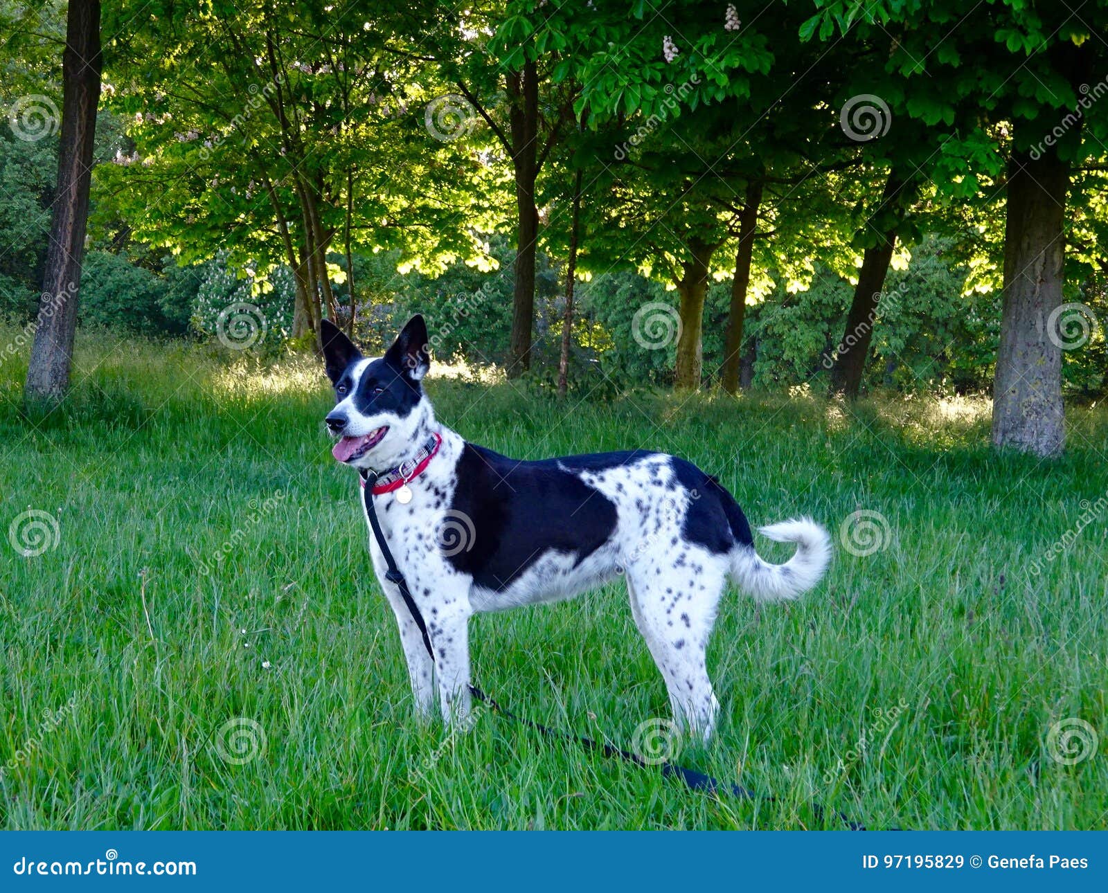 Schwarzweiss Border Collie Mischung Stockbild Bild Von Mischung