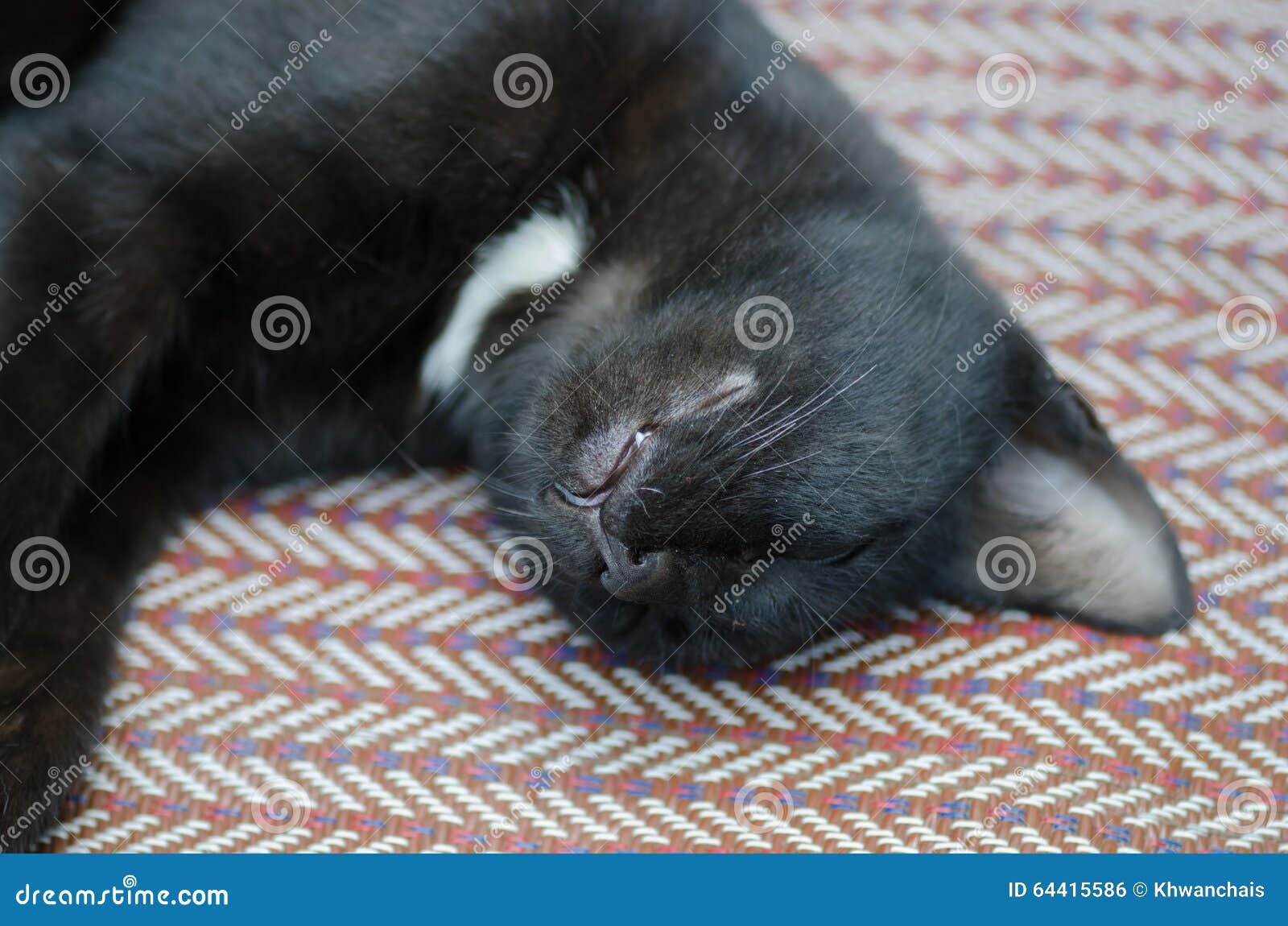 Schwarzweiss katze schläft auf dem boden katze im tiefen schlaf ...