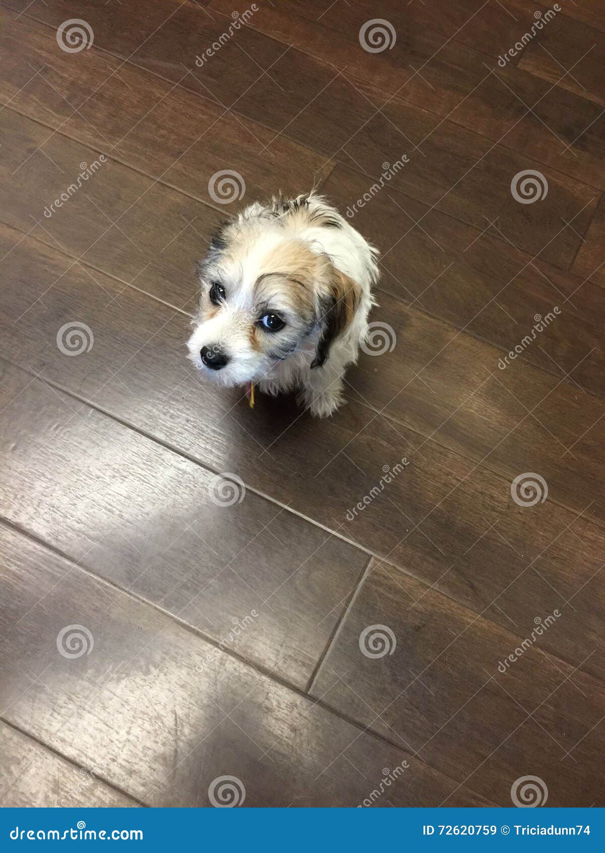 45+ Dachshund Shih Tzu Mix Puppies