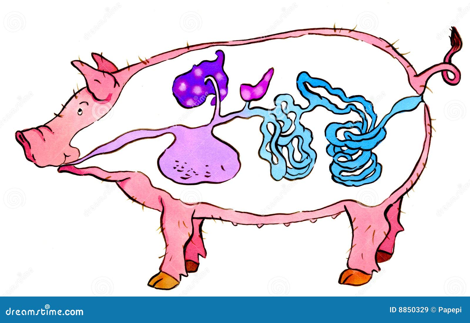 Bildergebnis für Schwein Anatomie Magen