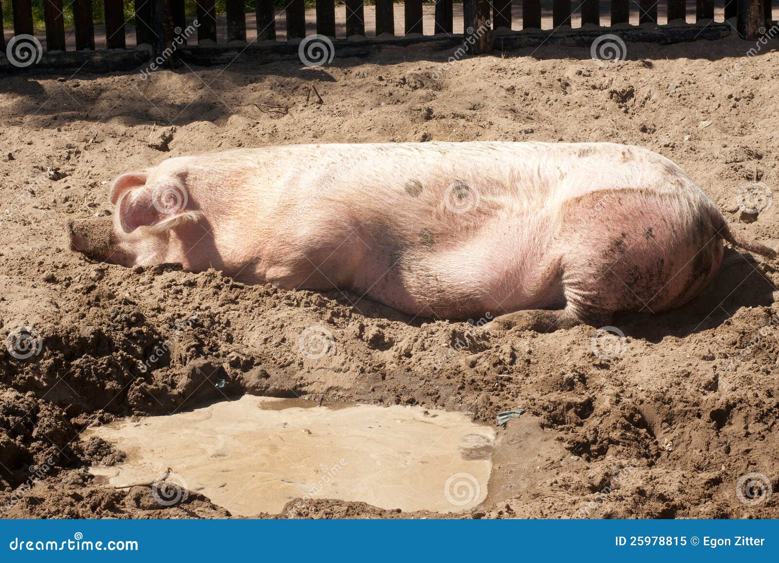 3D Schwein Im Schlamm Türtapete – Selbstklebende Folie 90x200 Cm | Rustikale Bauernhof Deko Für Wohnzimmer & Küche