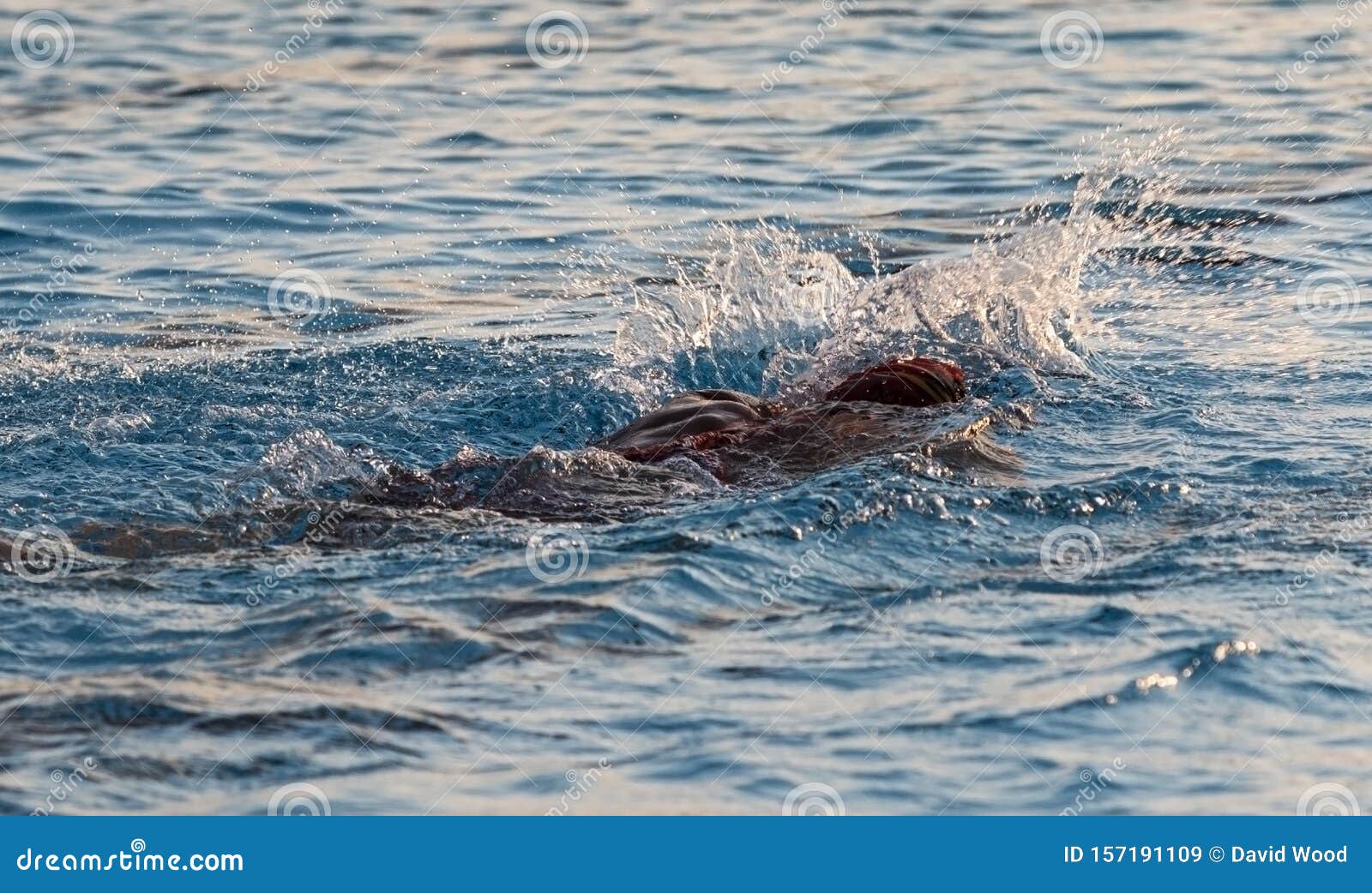 Schwimmbad Und Sprudelbad Im Aussenpool Stockbild Bild Von Alleine Schwimmen 157191109