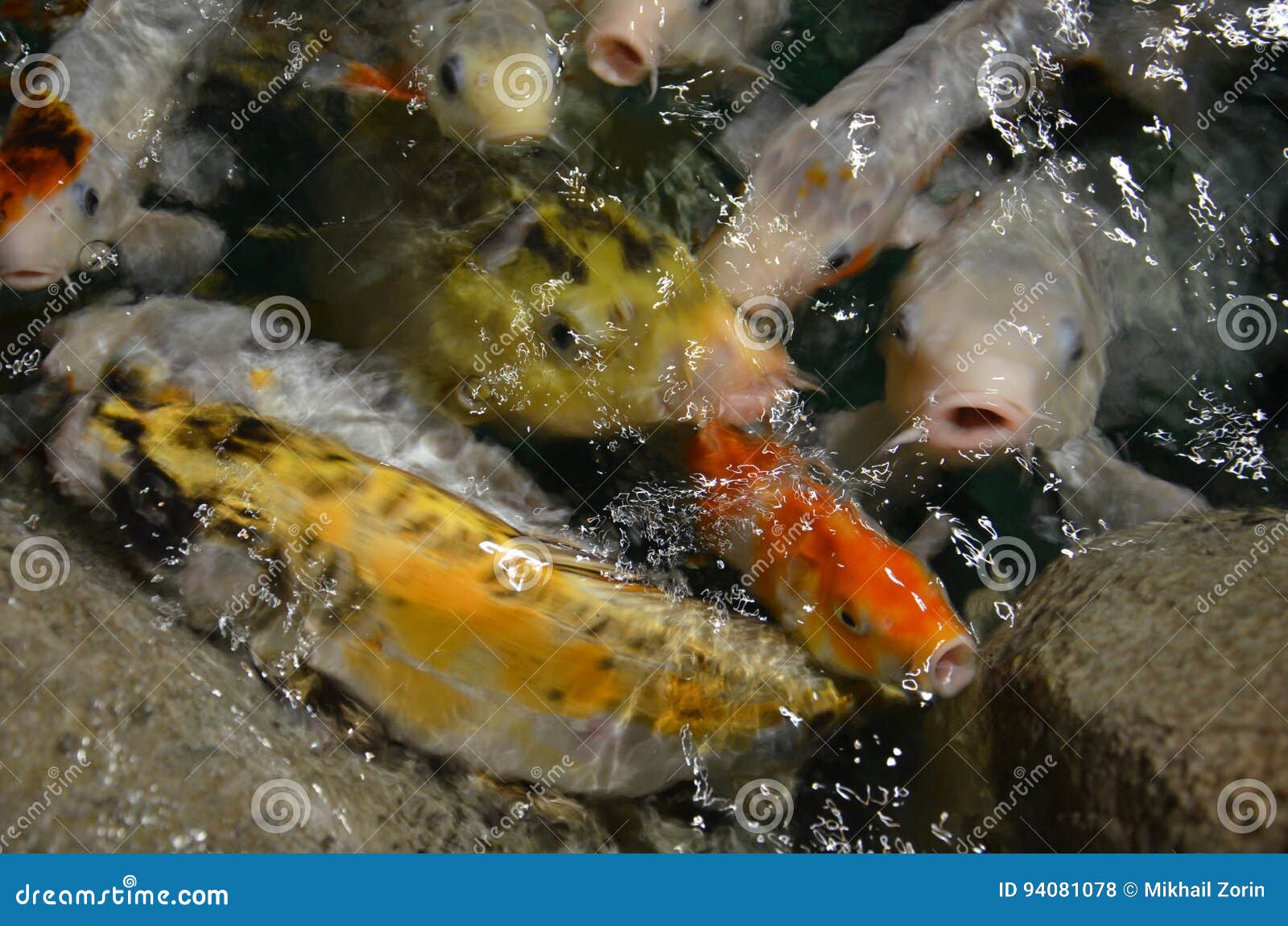 Schwimmen Fantastischer Karpfen Oder KoiFische in Teich Stockfoto