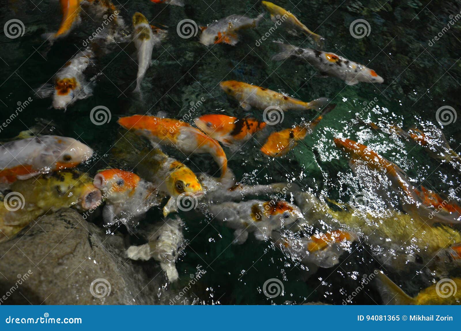 Schwimmen Fantastischer Karpfen Oder KoiFische in Teich Stockbild