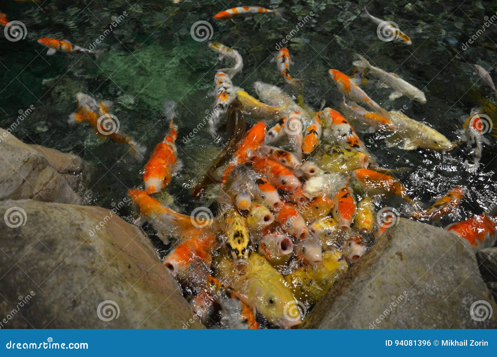 Schwimmen Fantastischer Karpfen Oder KoiFische in Teich Stockfoto